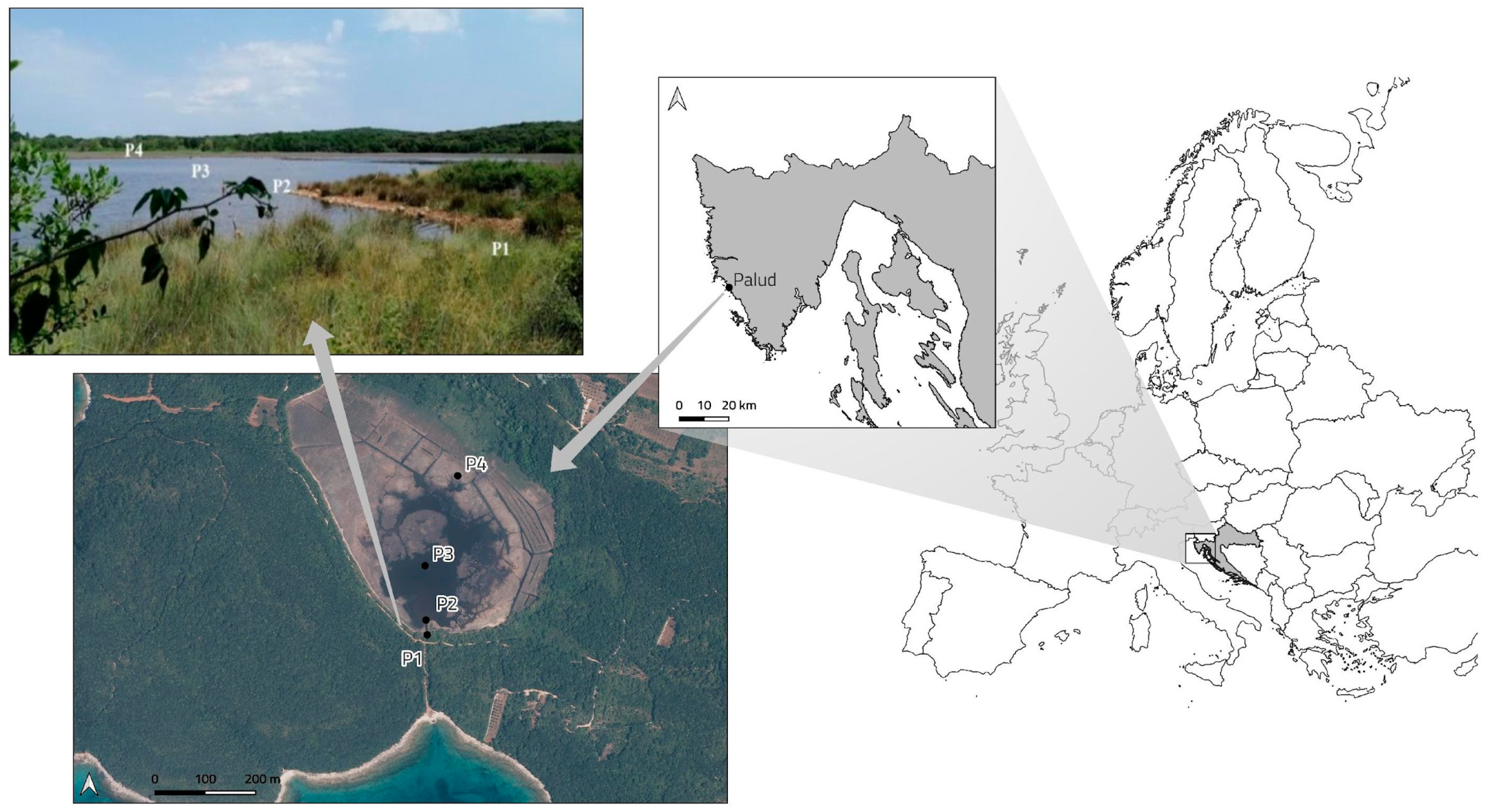 Sustainability 16 10523 g001