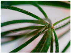 Sustainability 16 10556 i010