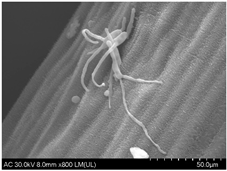 Sustainability 16 10556 i012