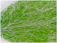 Sustainability 16 10556 i016