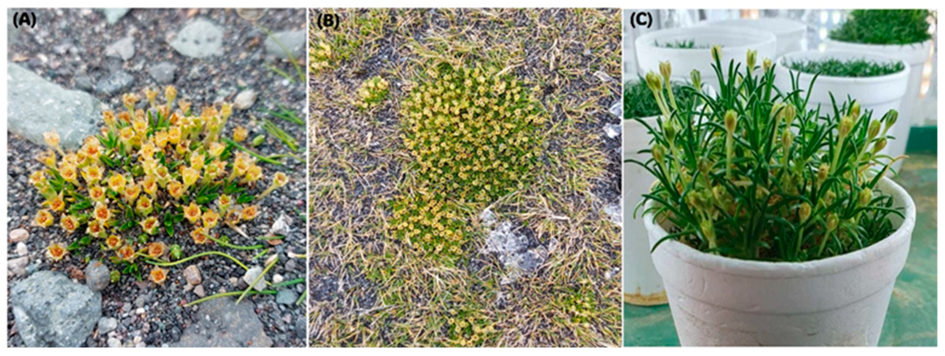 Sustainability 16 10726 g002