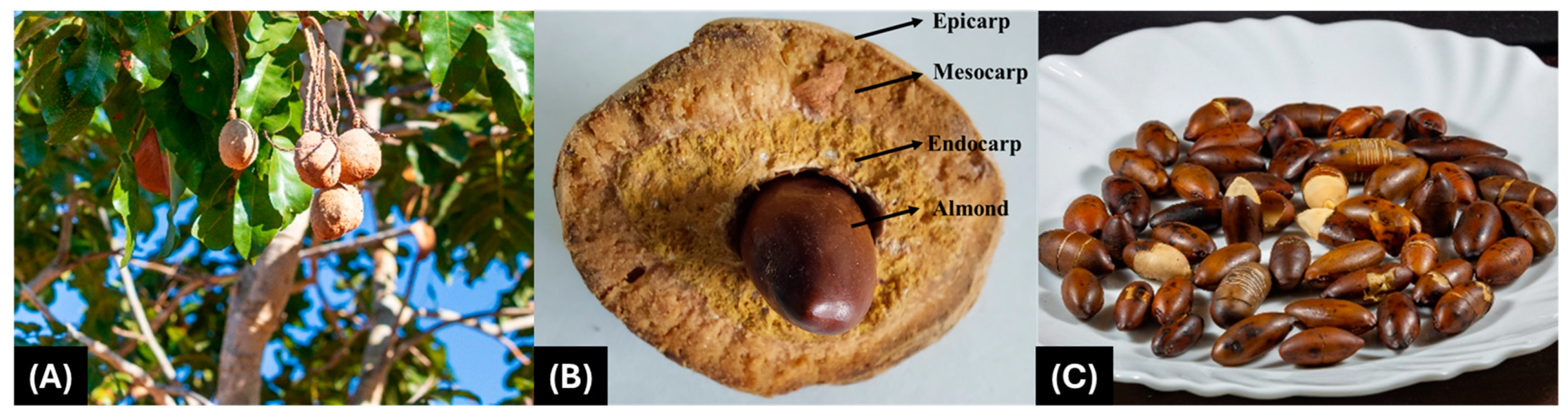 Sustainability 16 10976 g001 Sustainability 16 10976 g001
