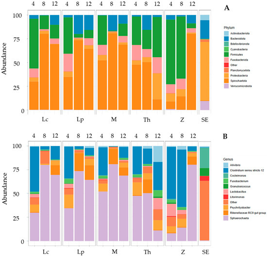 The Storage and Production of Bioenergy Using Macroalgae 