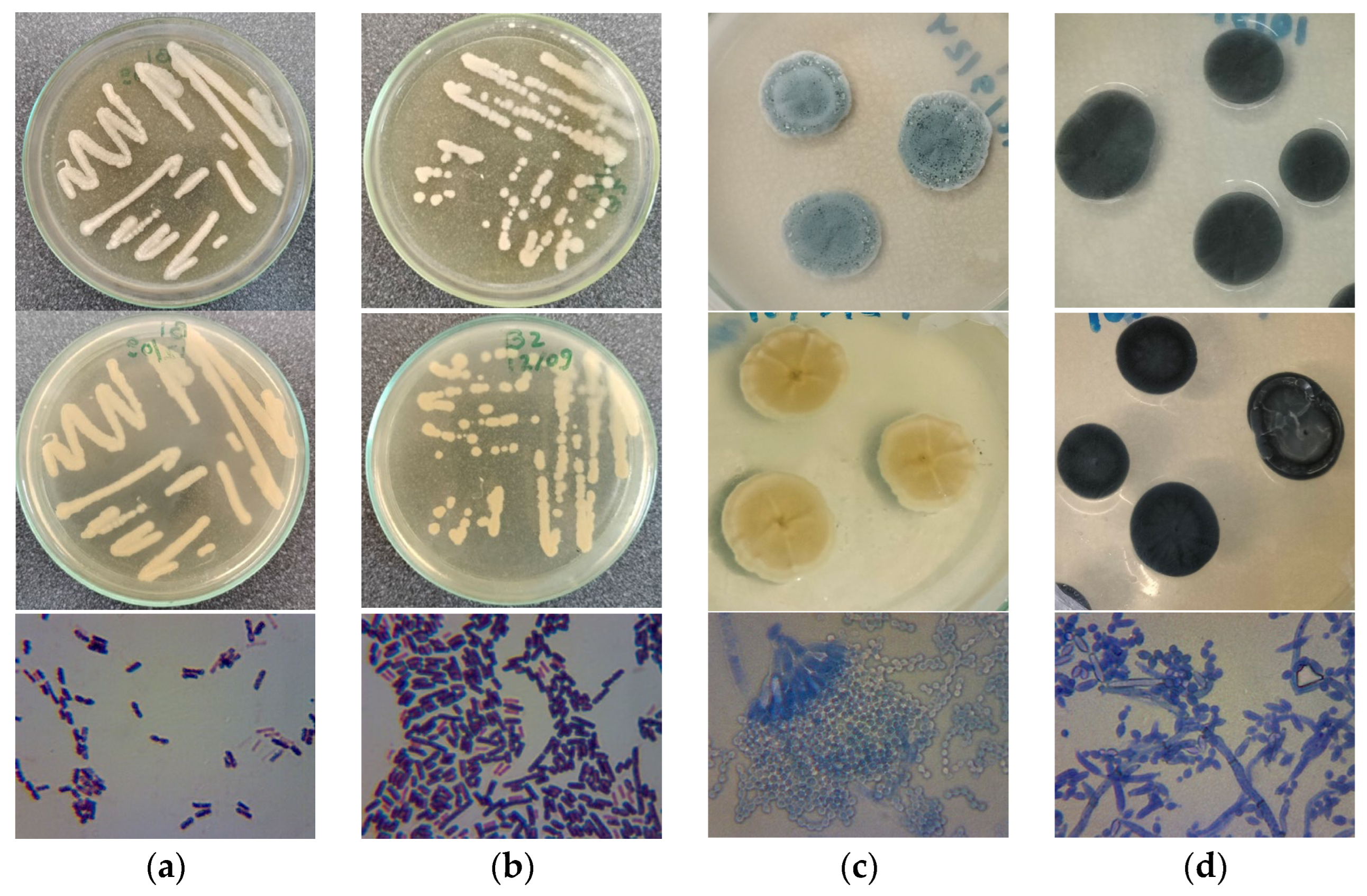 Sustainability 16 11223 g004