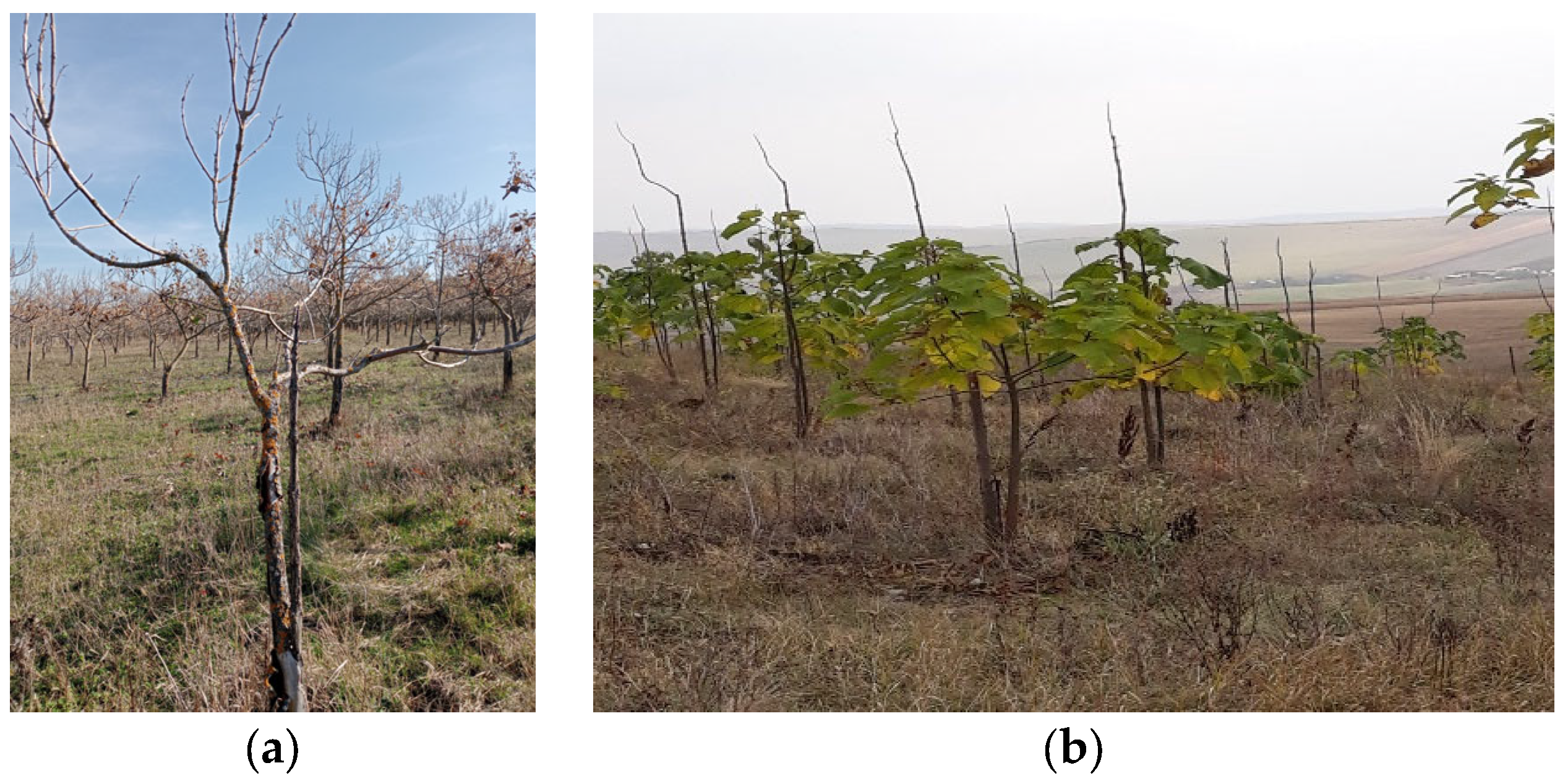 Sustainability 17 00021 g004