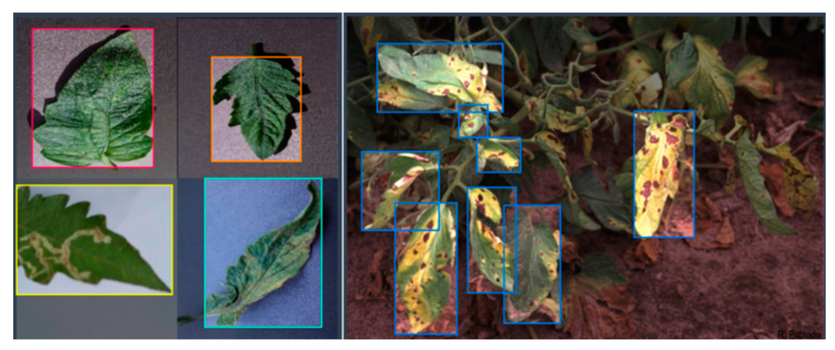 Detecting Plant Diseases Using Machine Learning Models