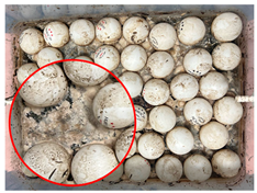 Sustainability 17 00374 i004