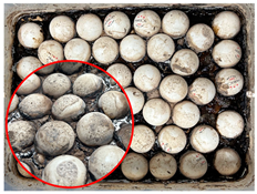 Sustainability 17 00374 i008