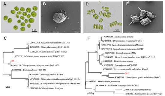 Seasonal Dynamics of Planktonic Algae in the Danjiangkou Reservoir ...