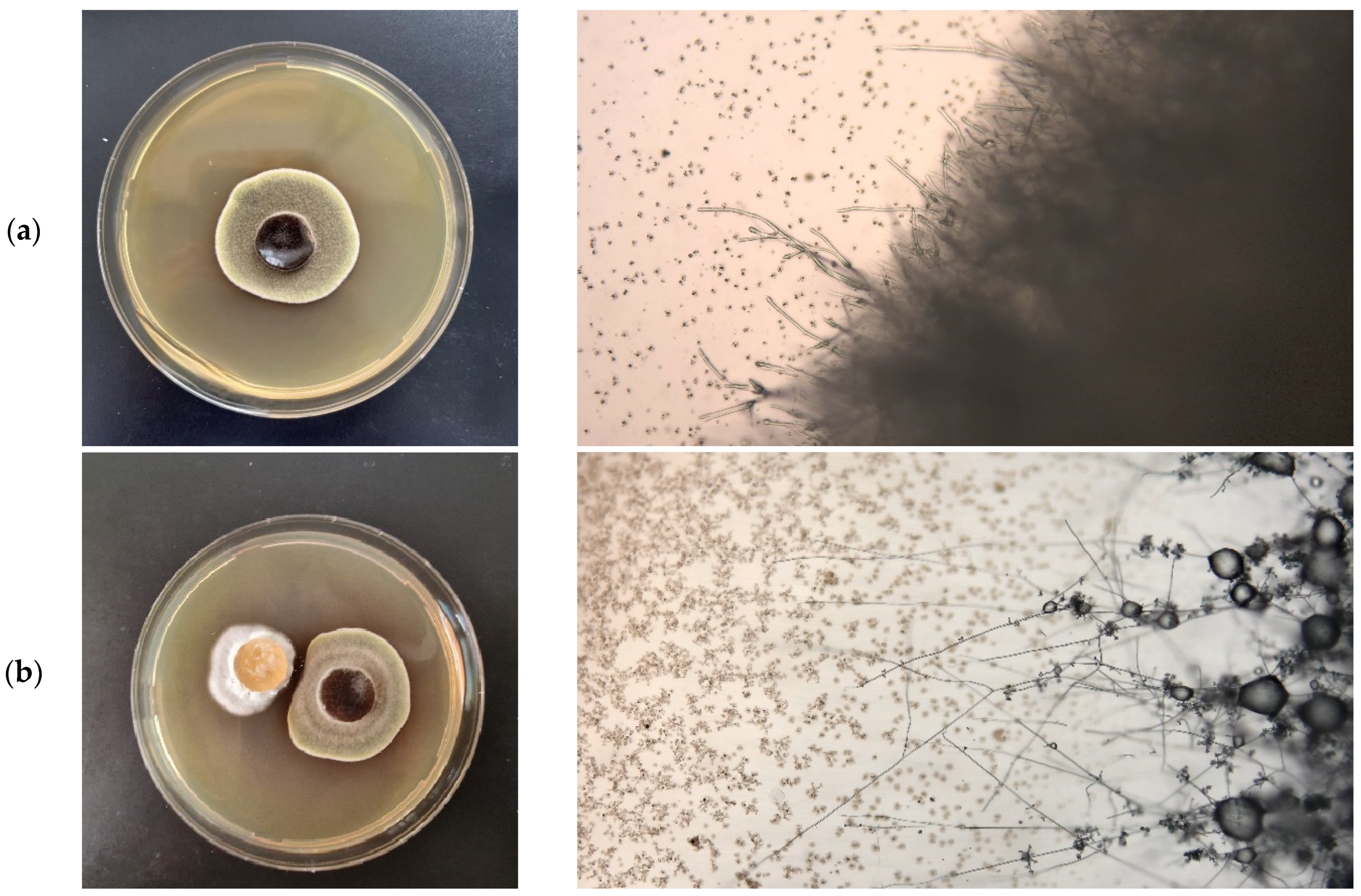 Sustainability 17 00450 g001a