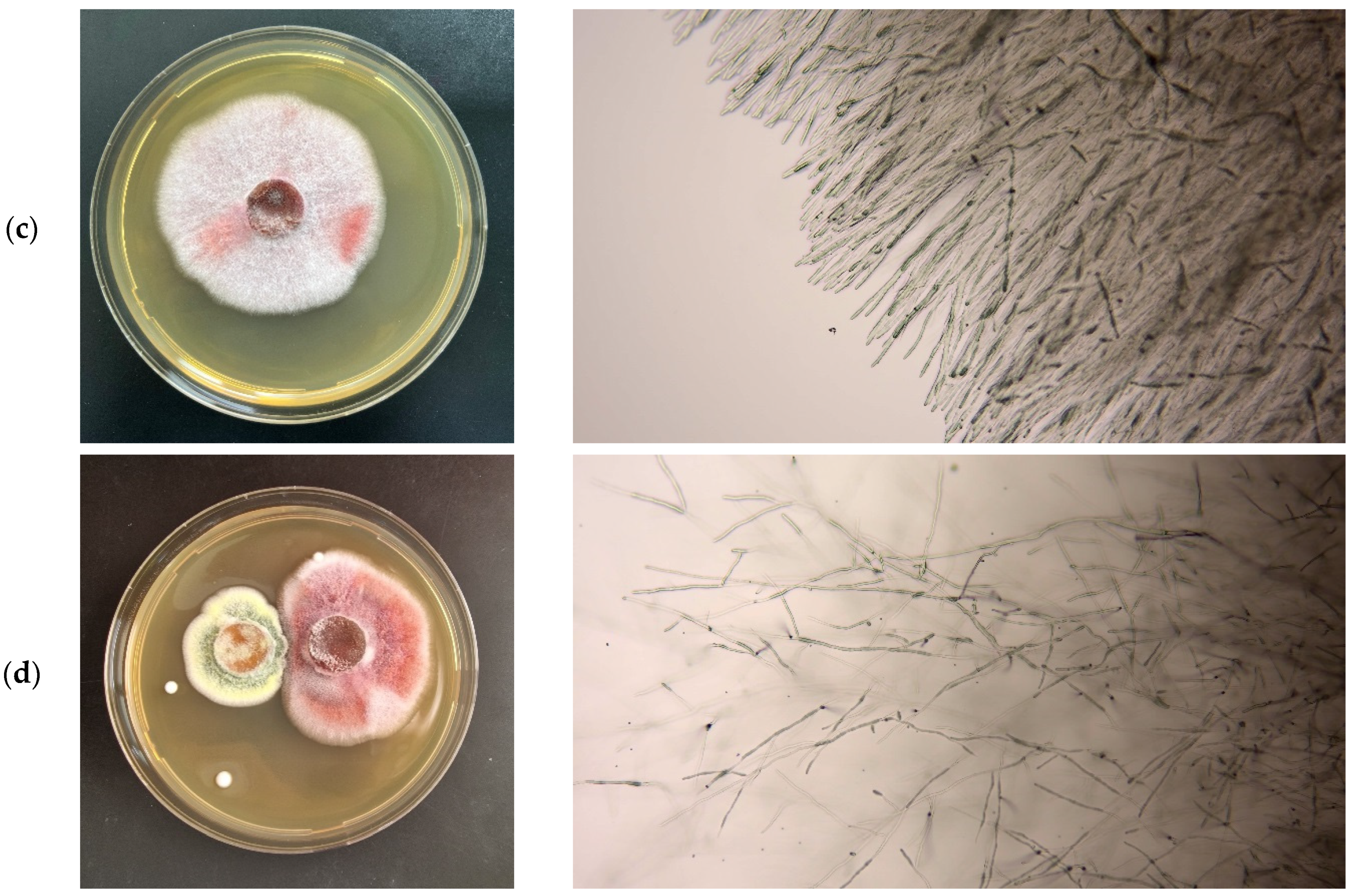 Sustainability 17 00450 g001b