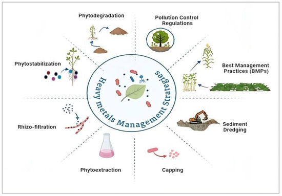 How to Neutralize Heavy Metals: Effective Detox Strategies Revealed
