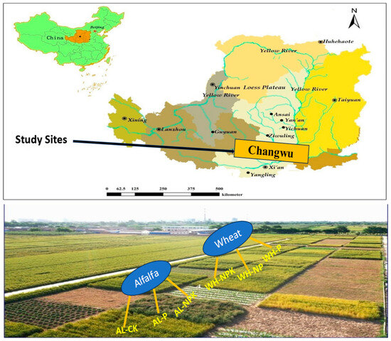 Long-Term Effects of Crop Treatments and Fertilization on