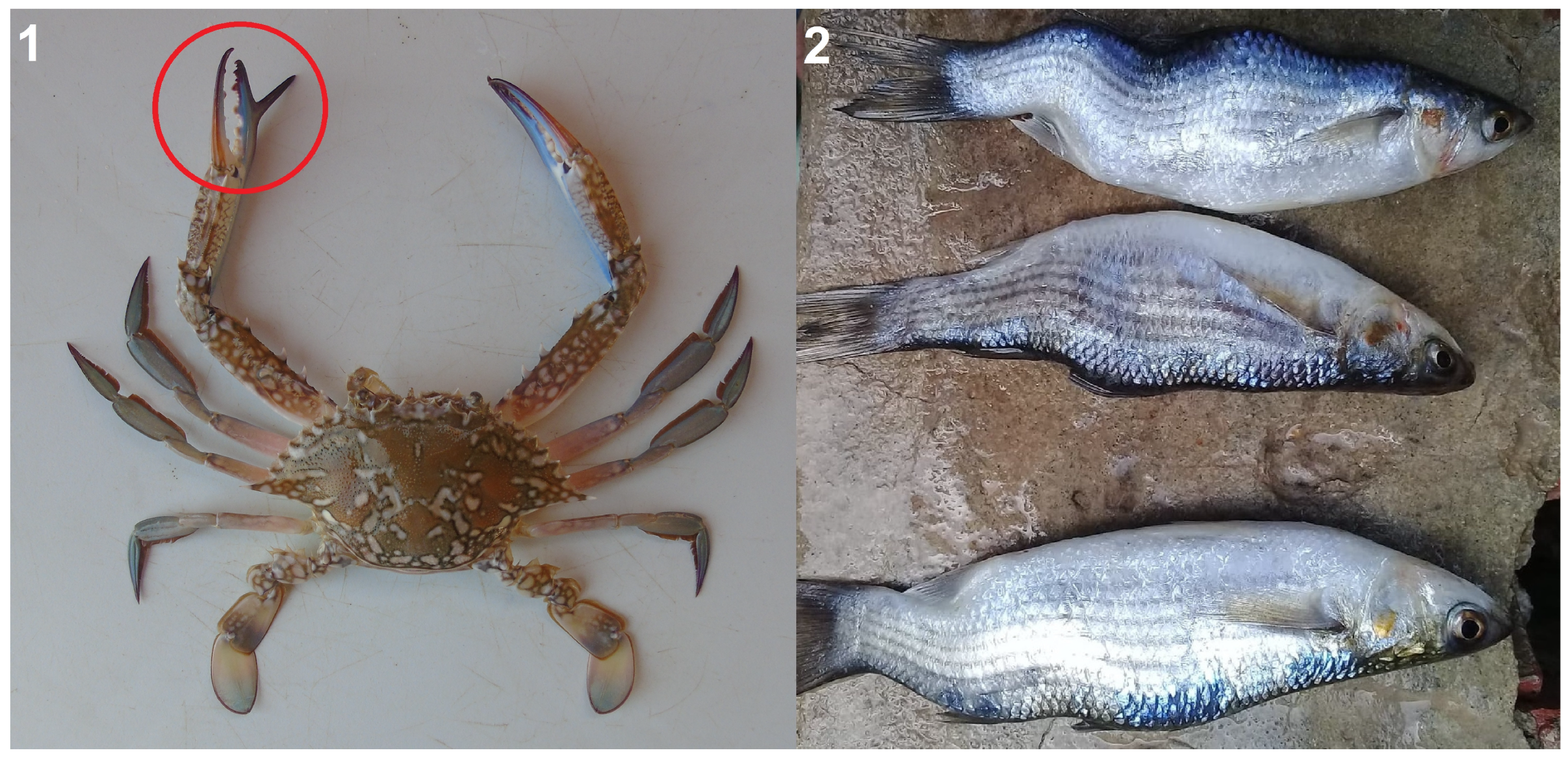 Sustainability 17 01283 g007