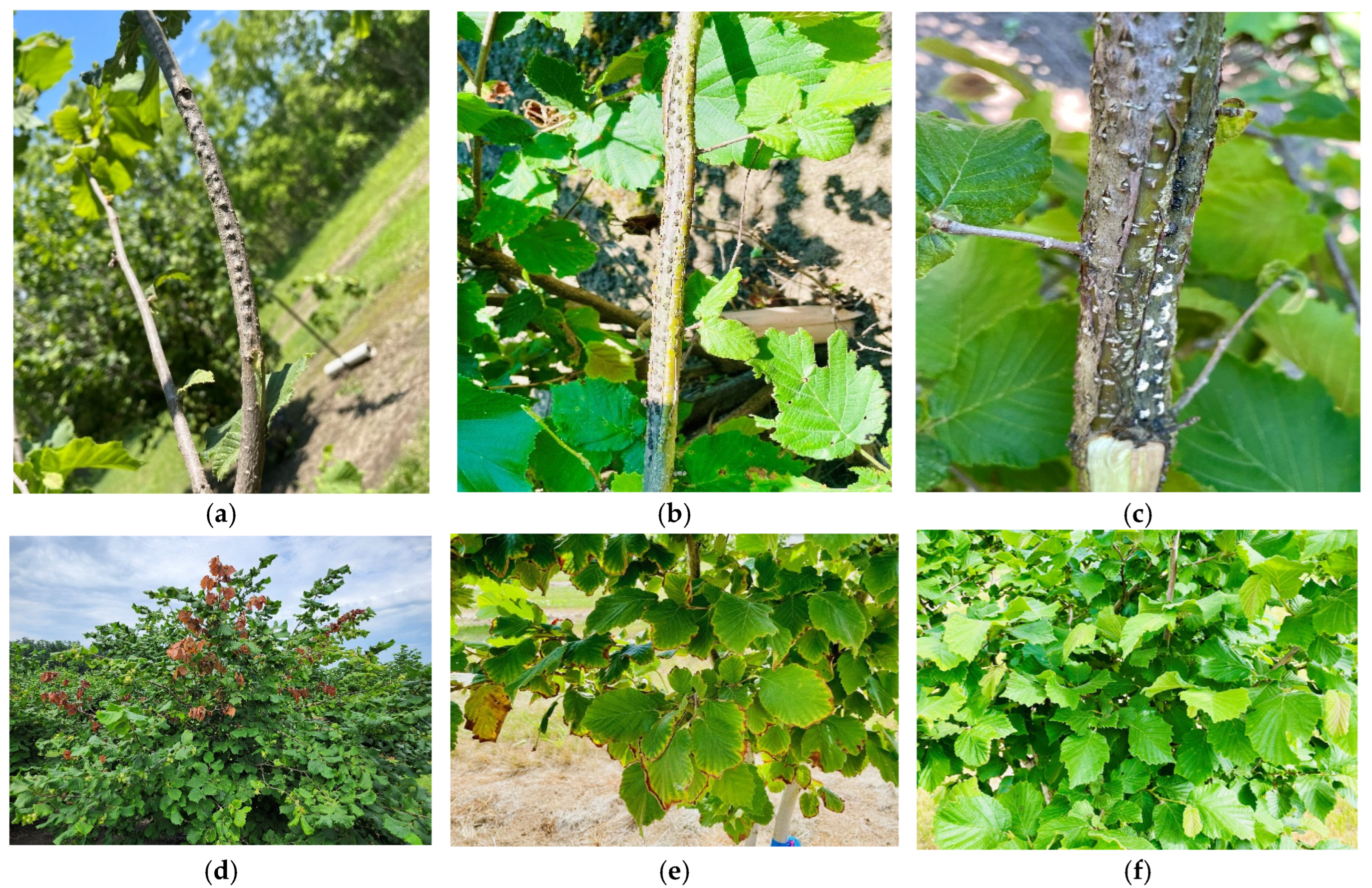 Sustainability 17 01543 g005