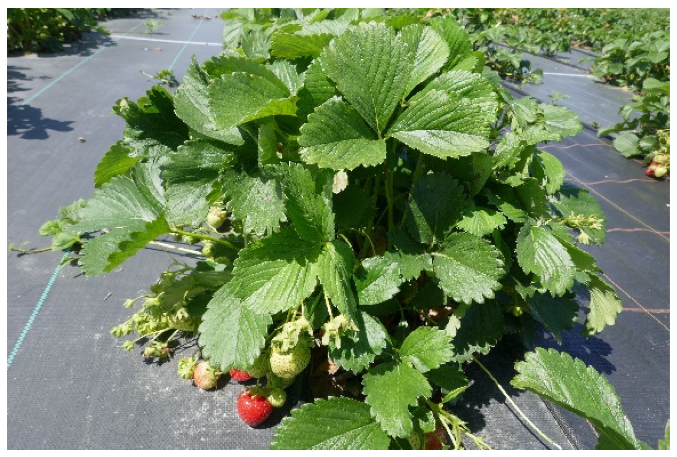 Sustainability 17 02571 g001