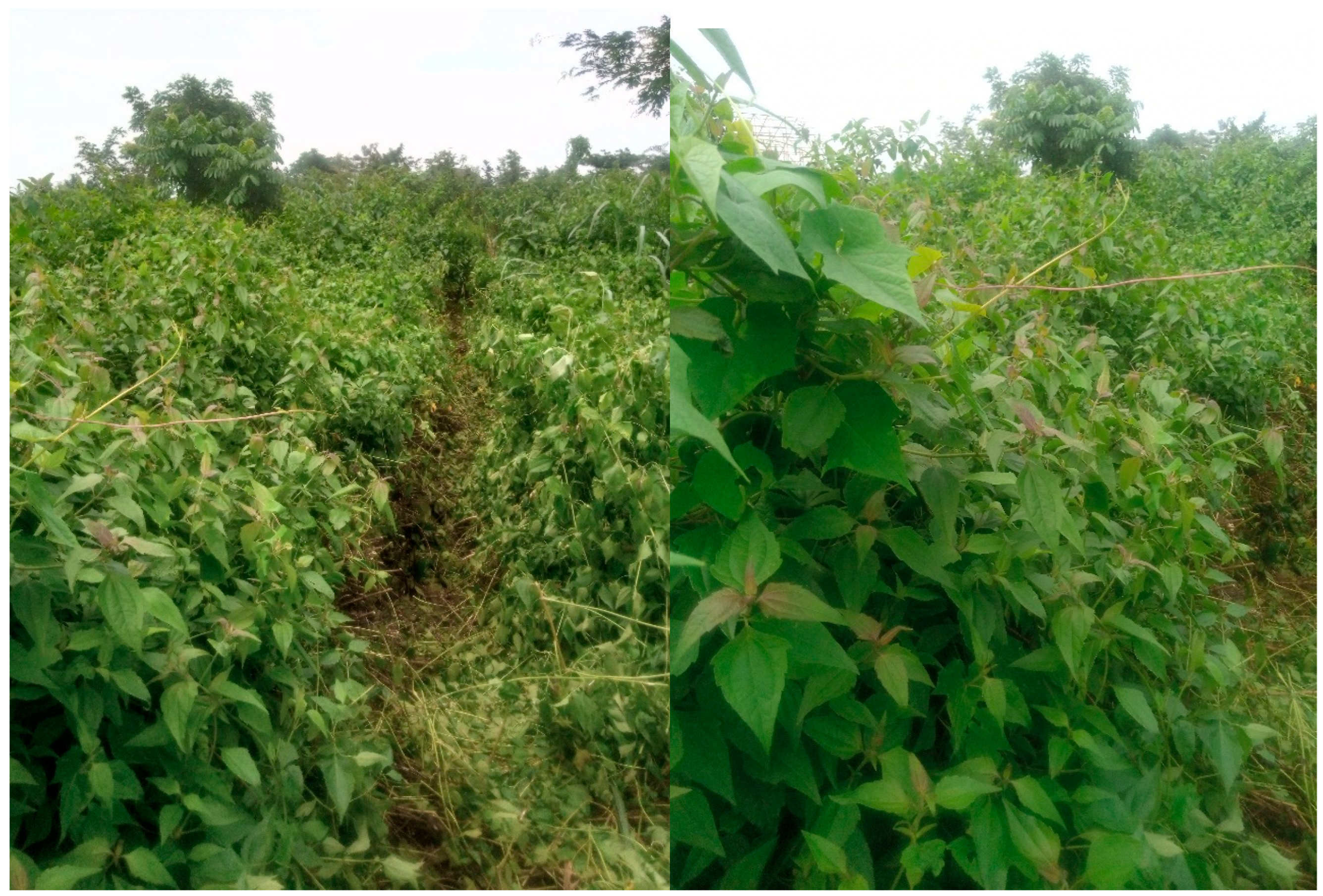 Sustainability 17 03514 g002