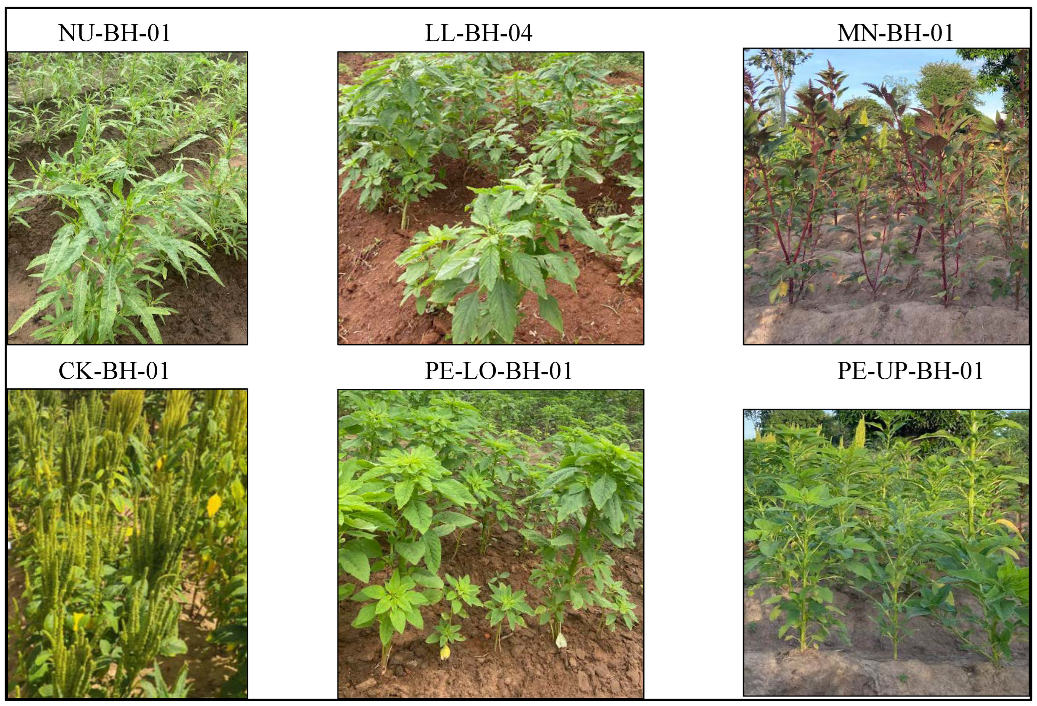 Sustainability 17 03771 g001 Sustainability 17 03771 g001