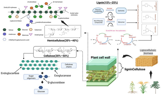 Microbial Degradation of Lignocellulose for Sustainable