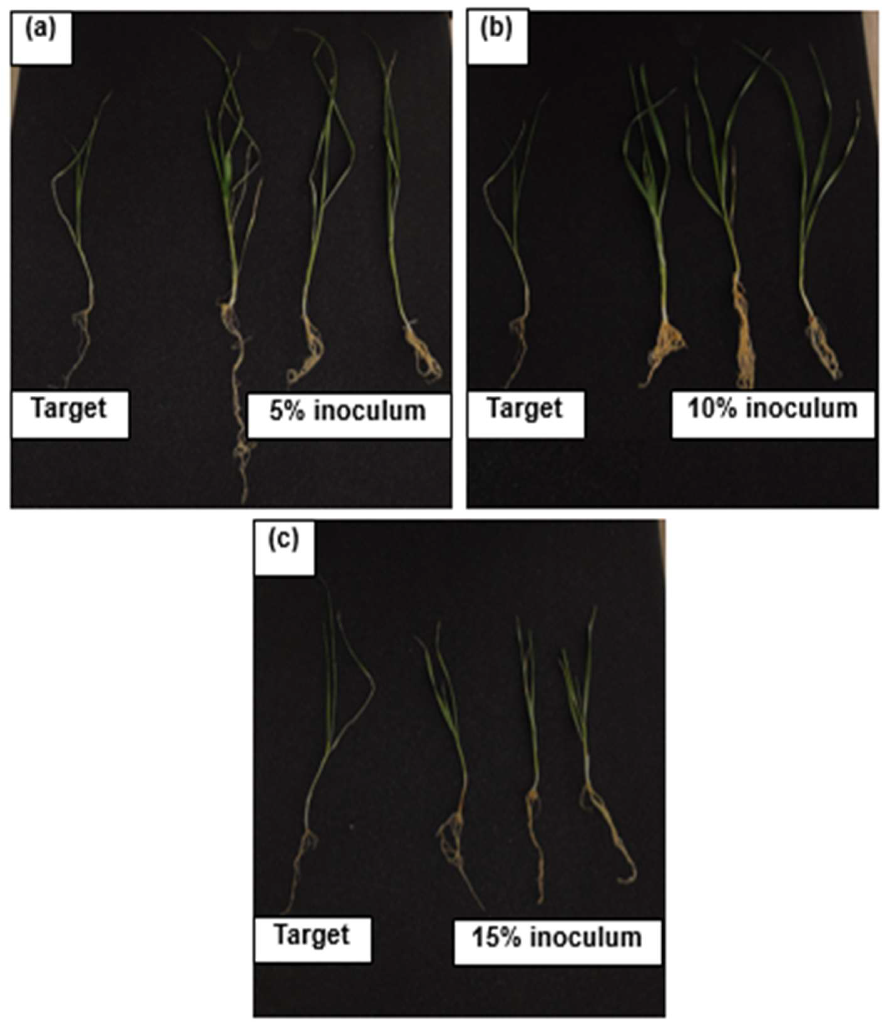 Sustainability 17 04545 g004
