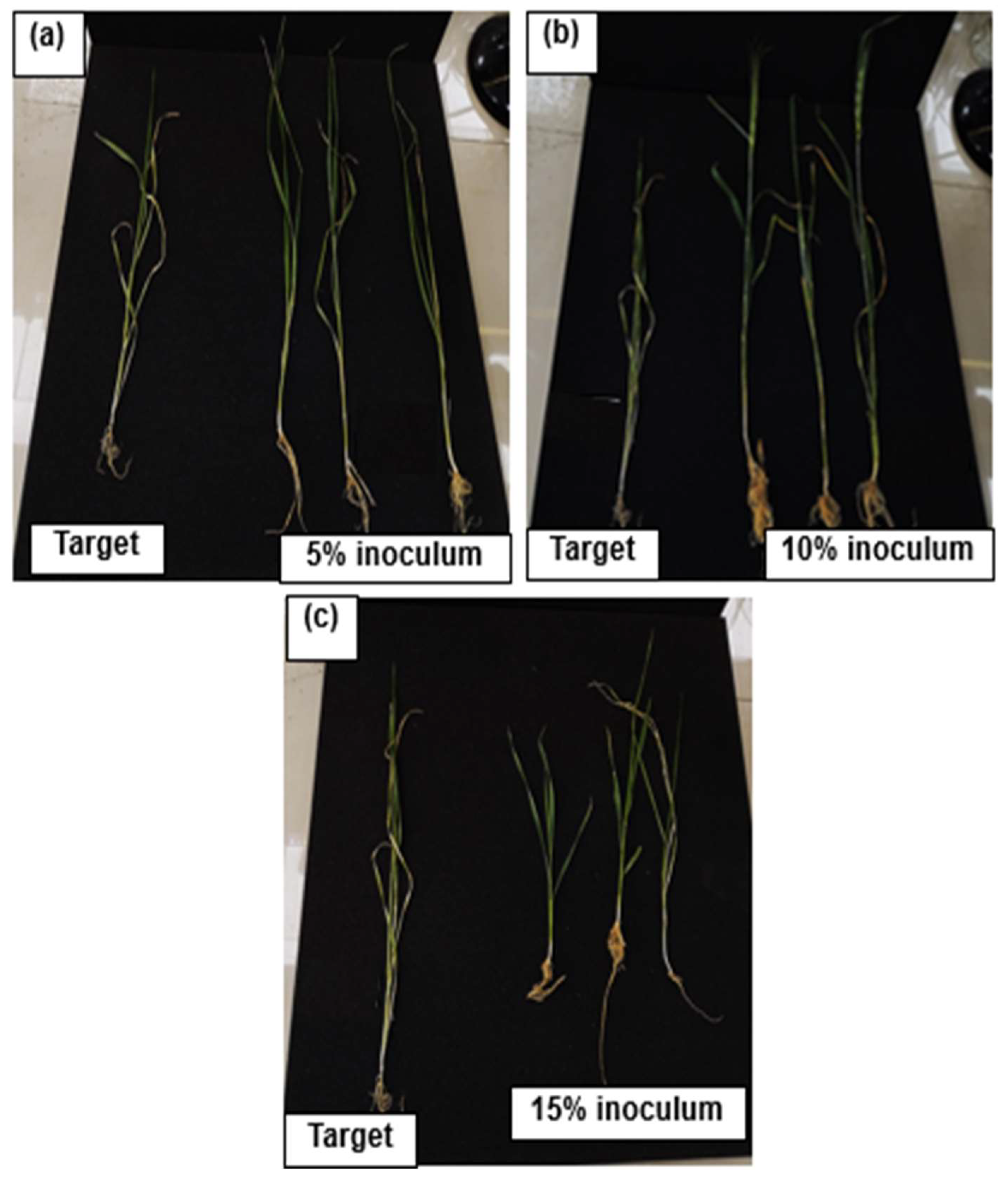 Sustainability 17 04545 g005