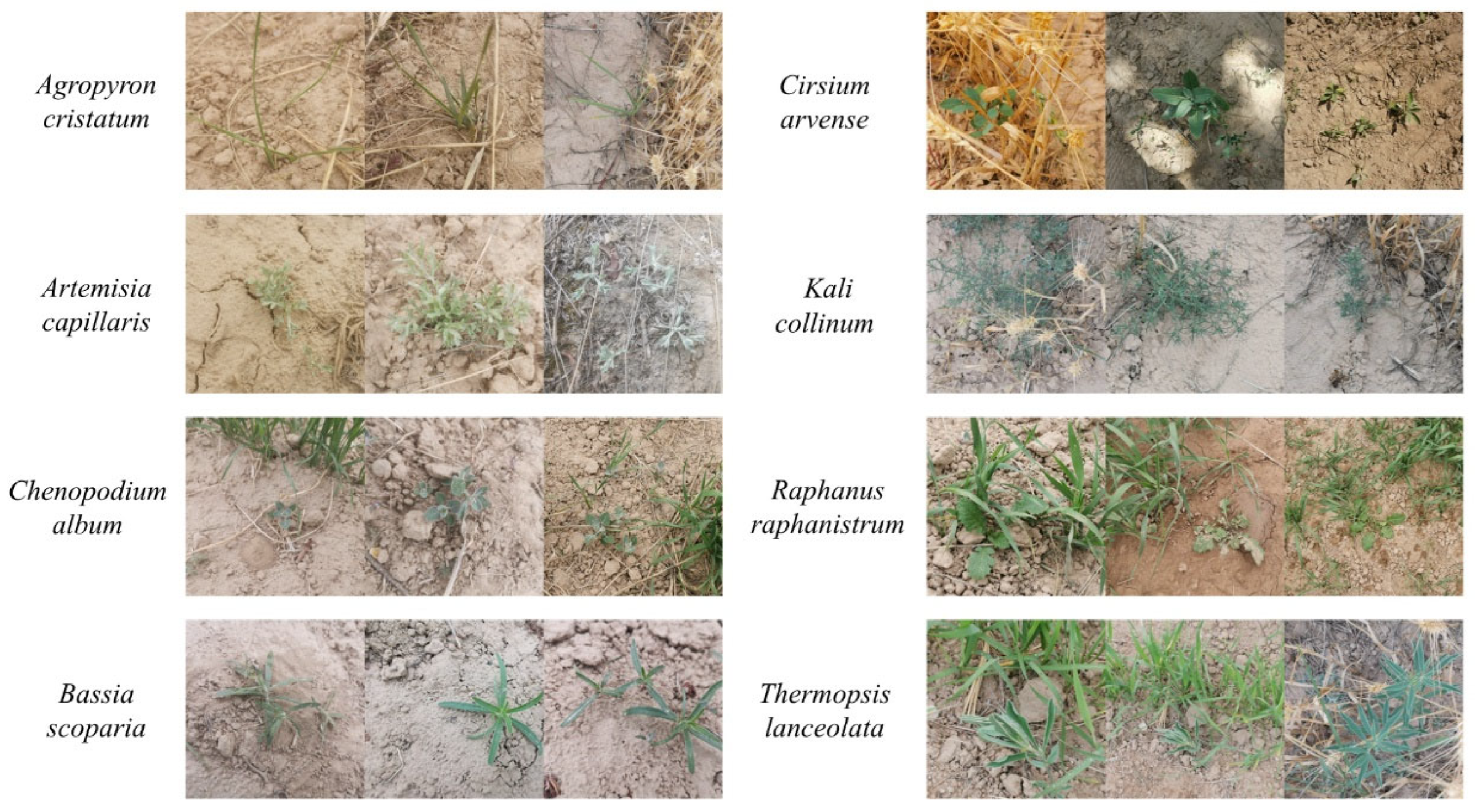 Sustainability 17 06150 g001