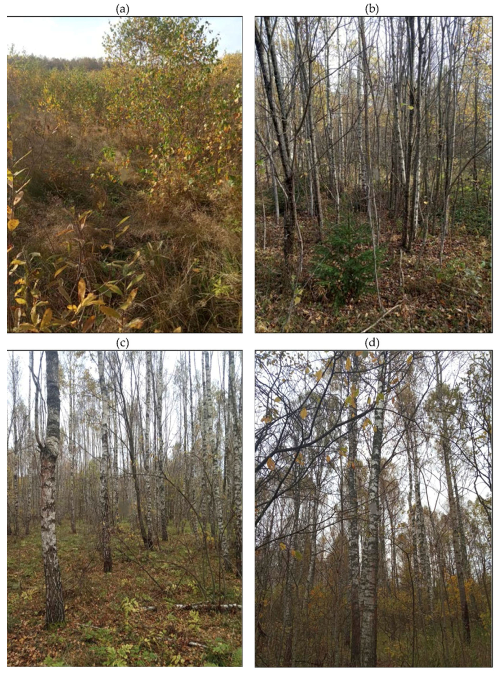 Sustainability 17 06203 g005