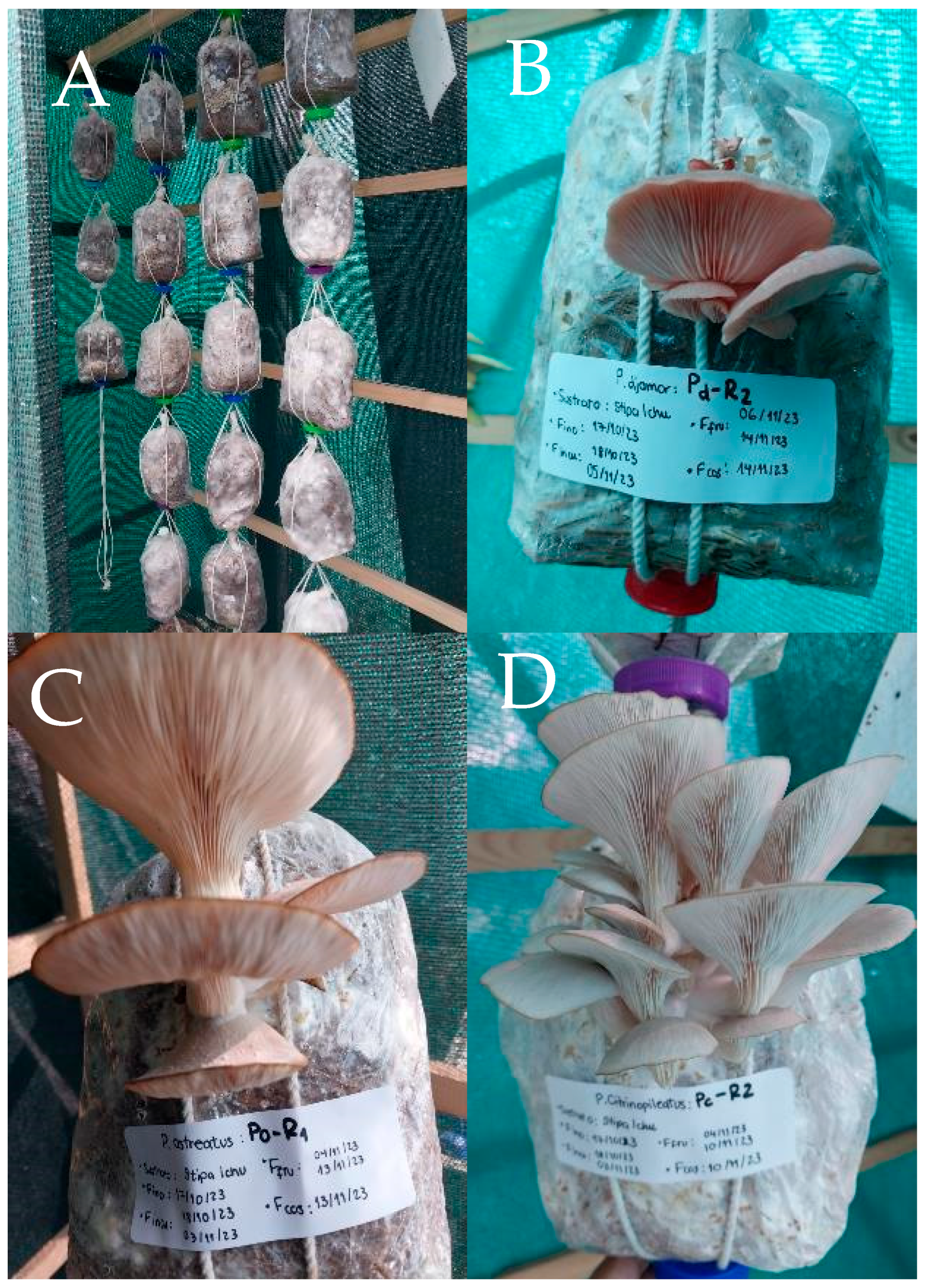 Sustainability 17 06695 g001