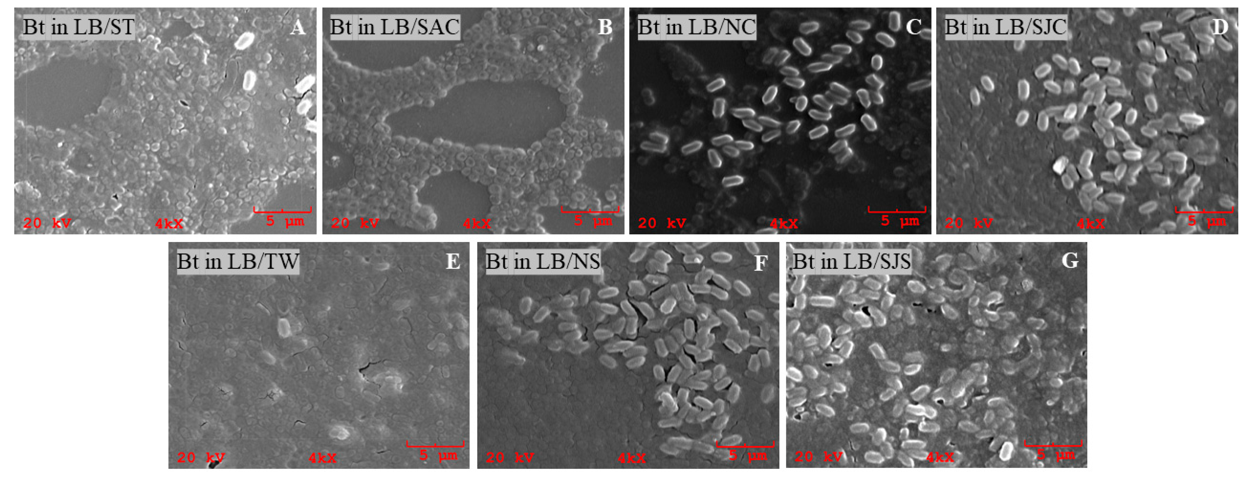Sustainability 17 07272 g002 Sustainability 17 07272 g002