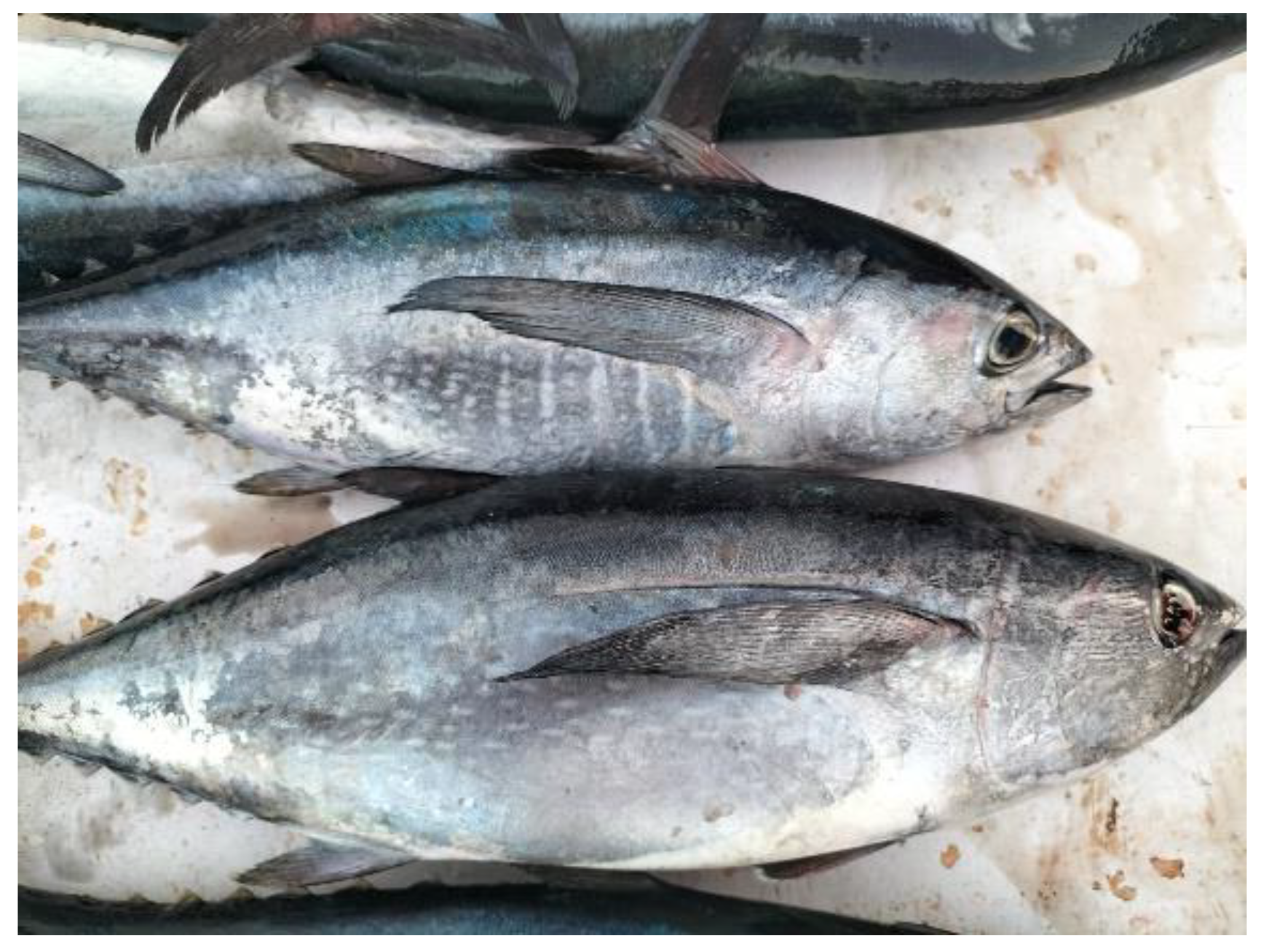 Sustainability 17 07889 g004