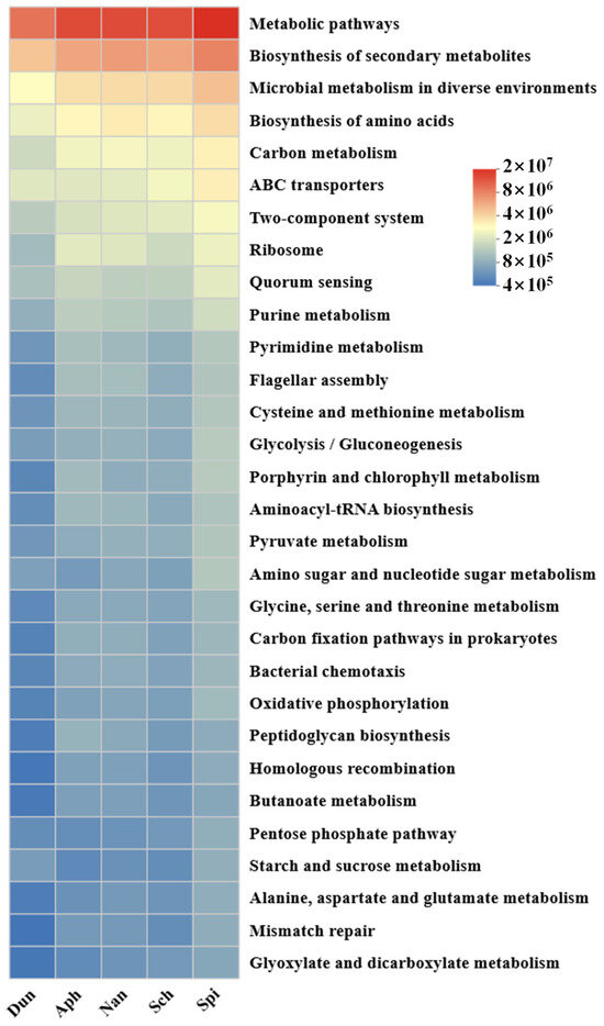 Research on Algae Enhancing Biogenic Methane Production from Coal