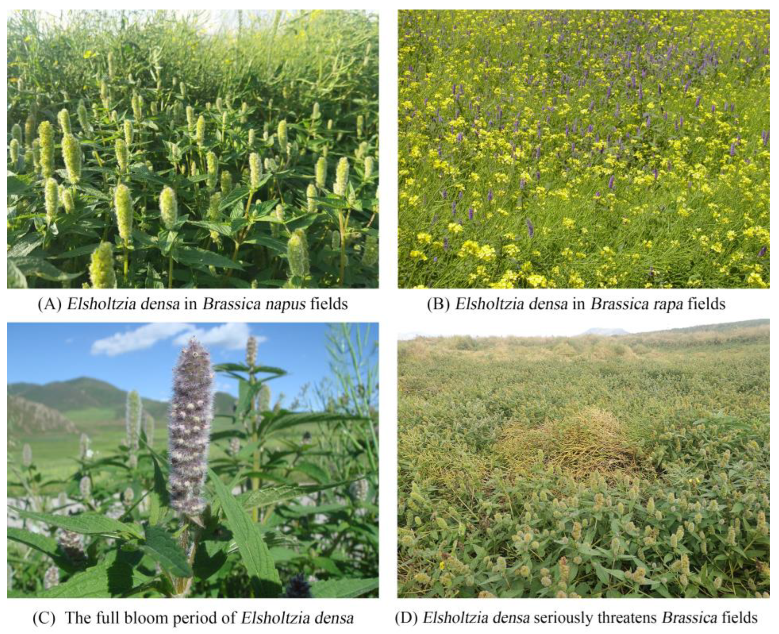 Sustainability 17 08206 g001 Sustainability 17 08206 g001