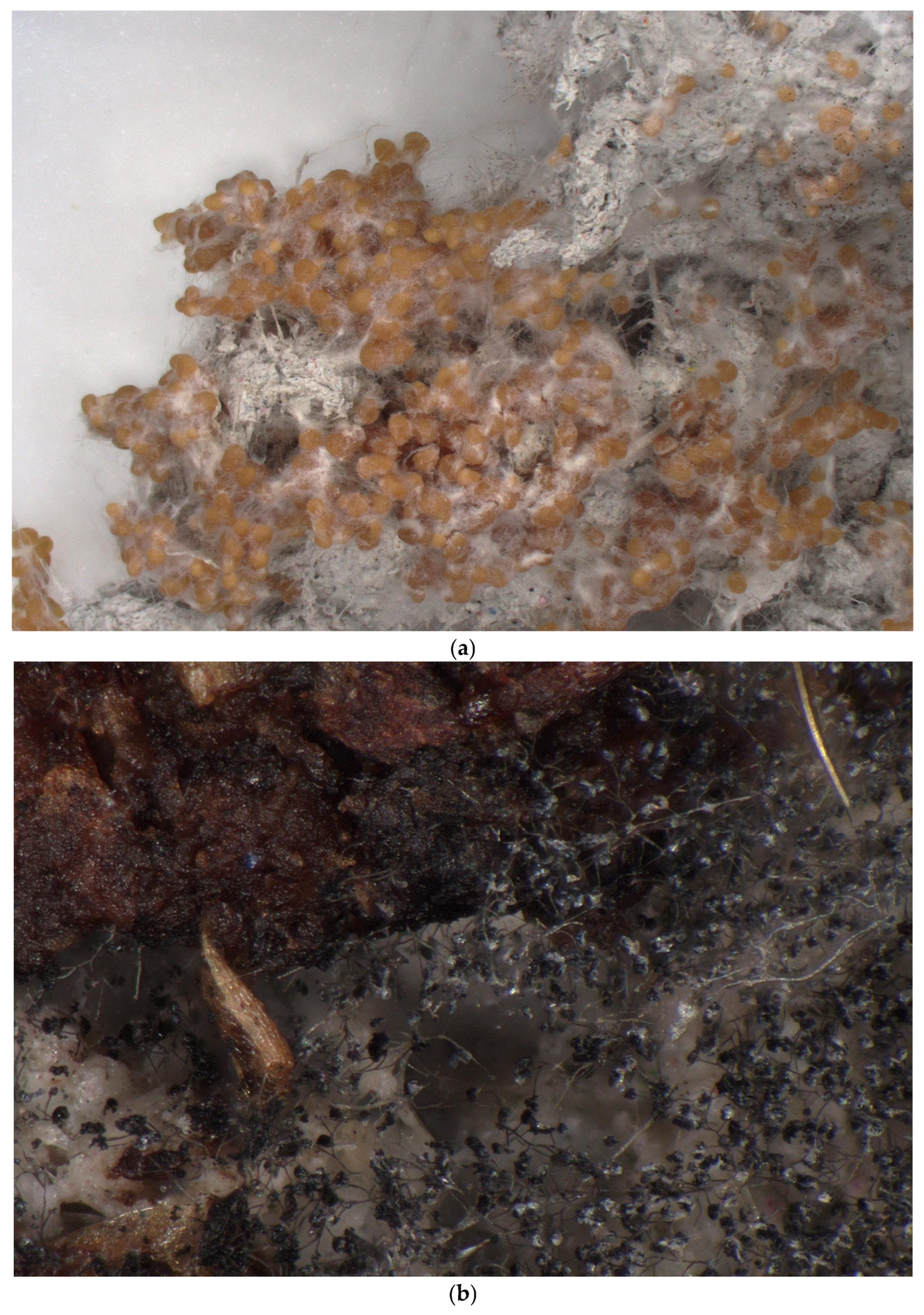 Sustainability 17 08788 g003