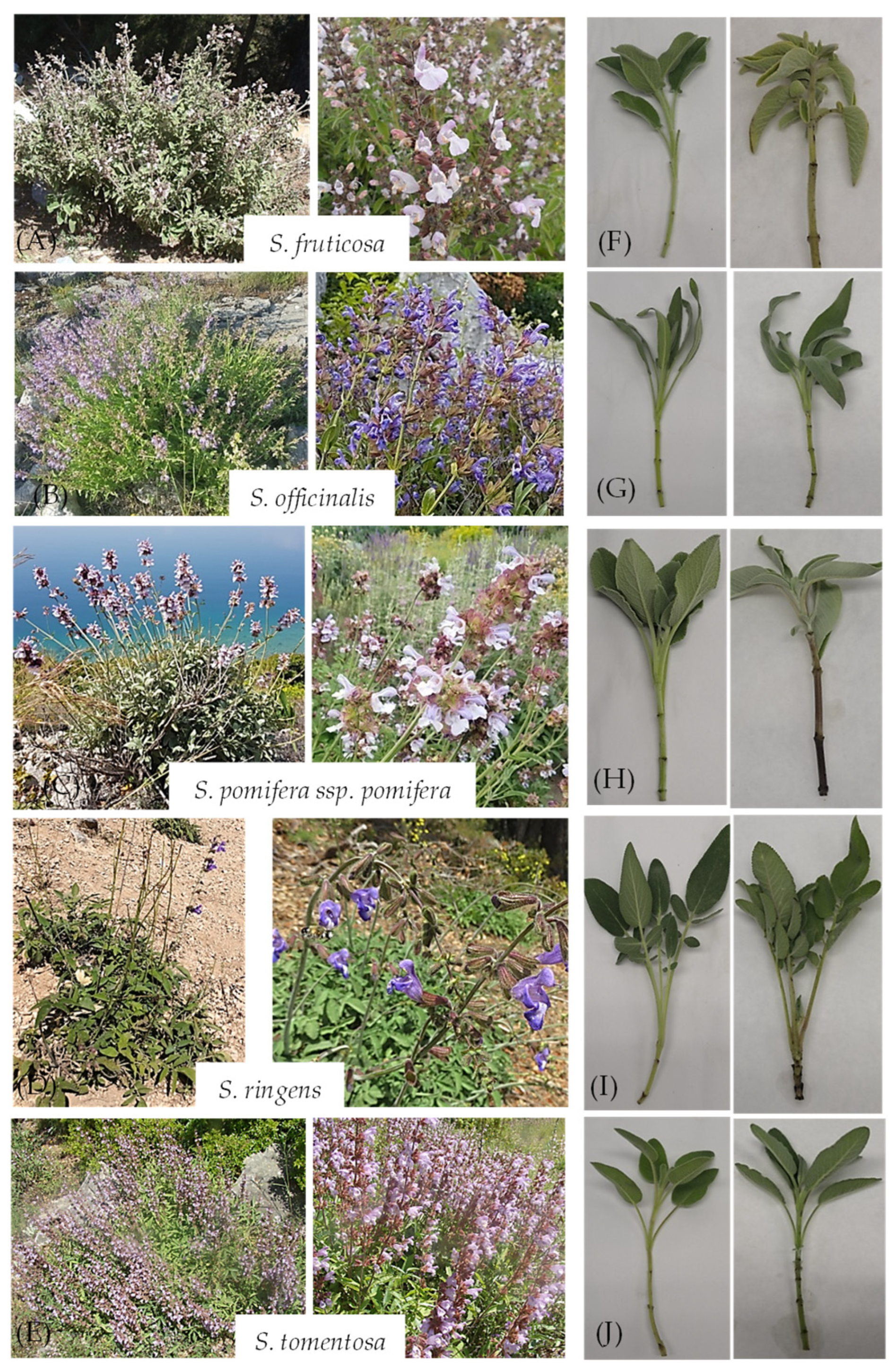 Sustainability 17 08999 g001