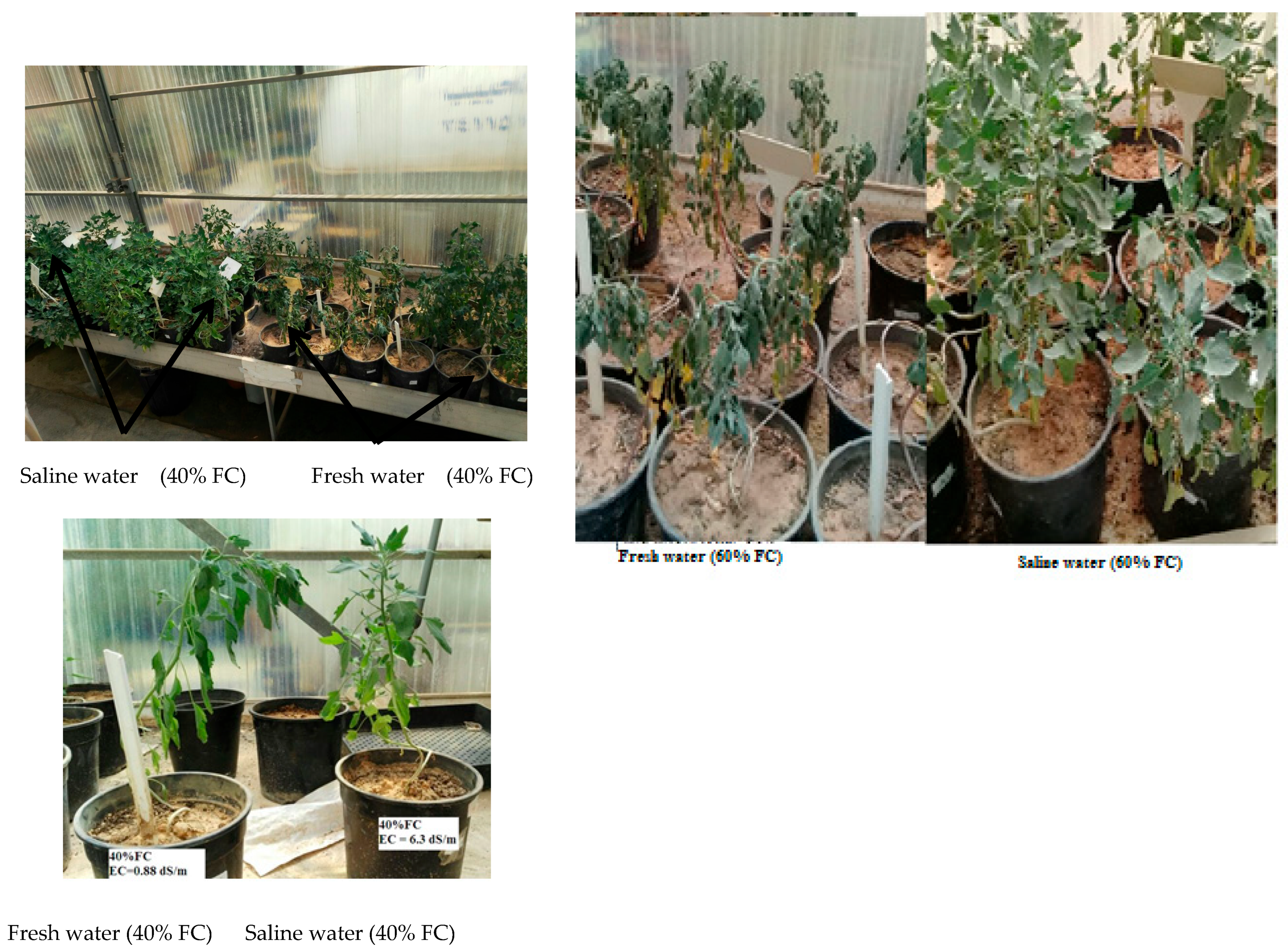 Sustainability 17 09048 g002