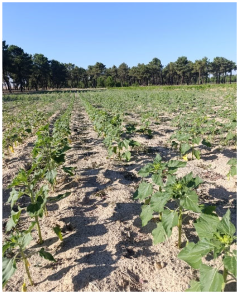 Sustainability 17 09066 i003