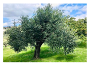 Sustainability 17 09347 i010 Sustainability 17 09347 i010