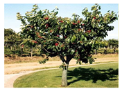 Sustainability 17 09347 i012 Sustainability 17 09347 i012