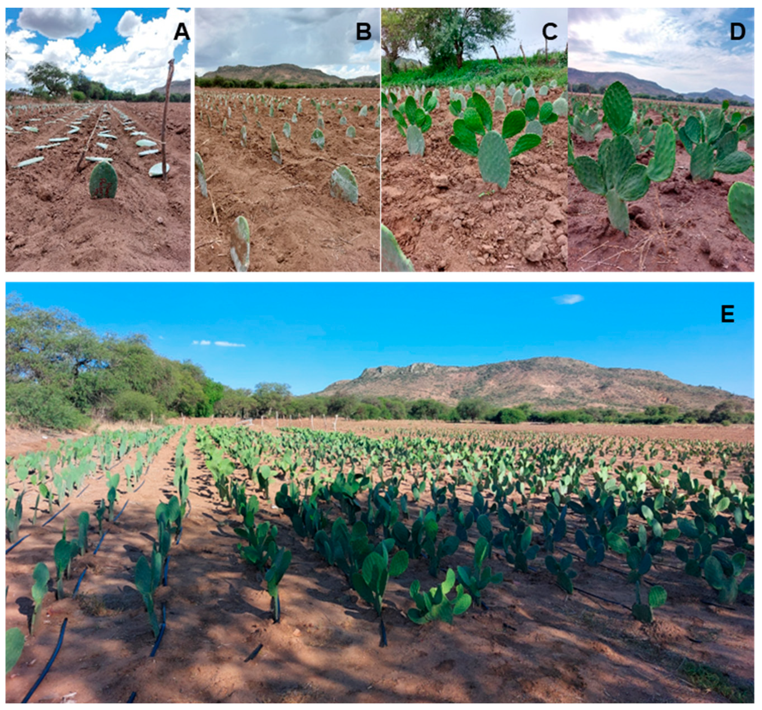 Sustainability 17 09481 g003