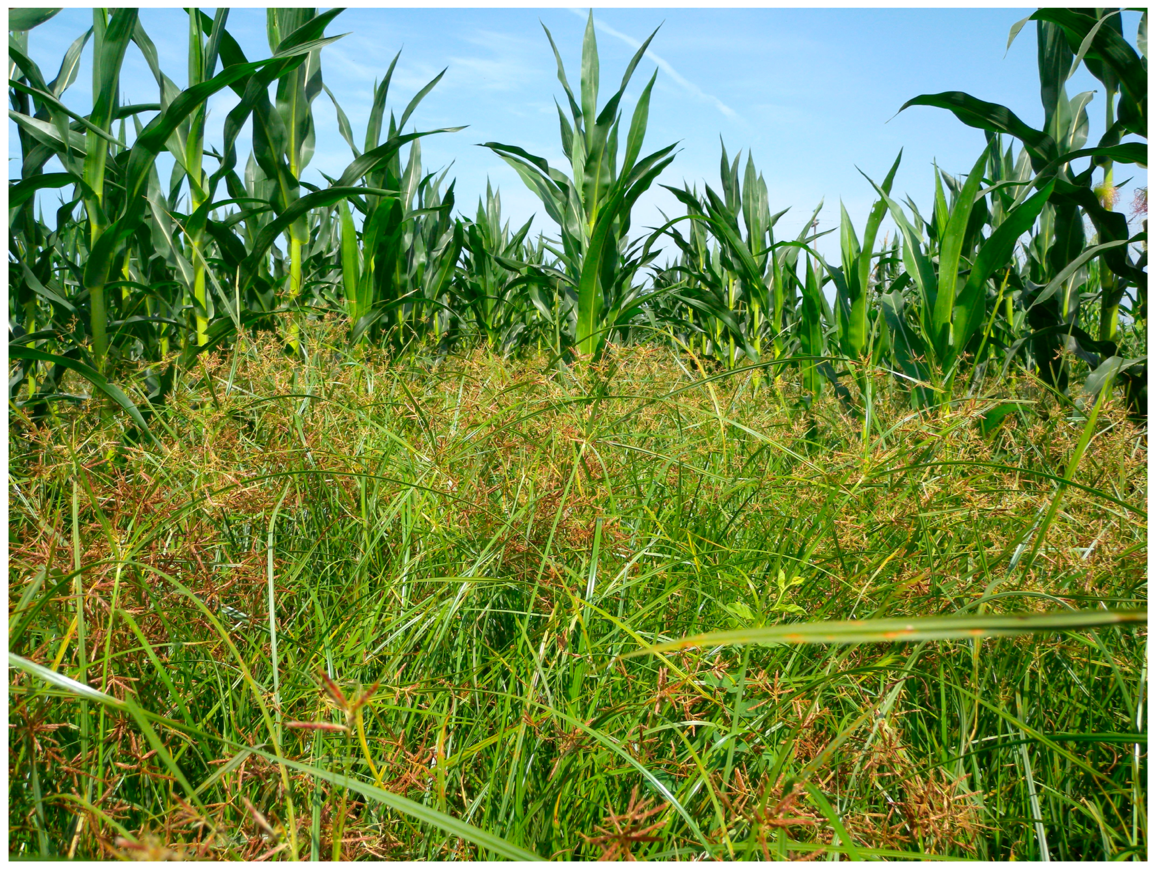 Sustainability 17 09543 g001 Sustainability 17 09543 g001