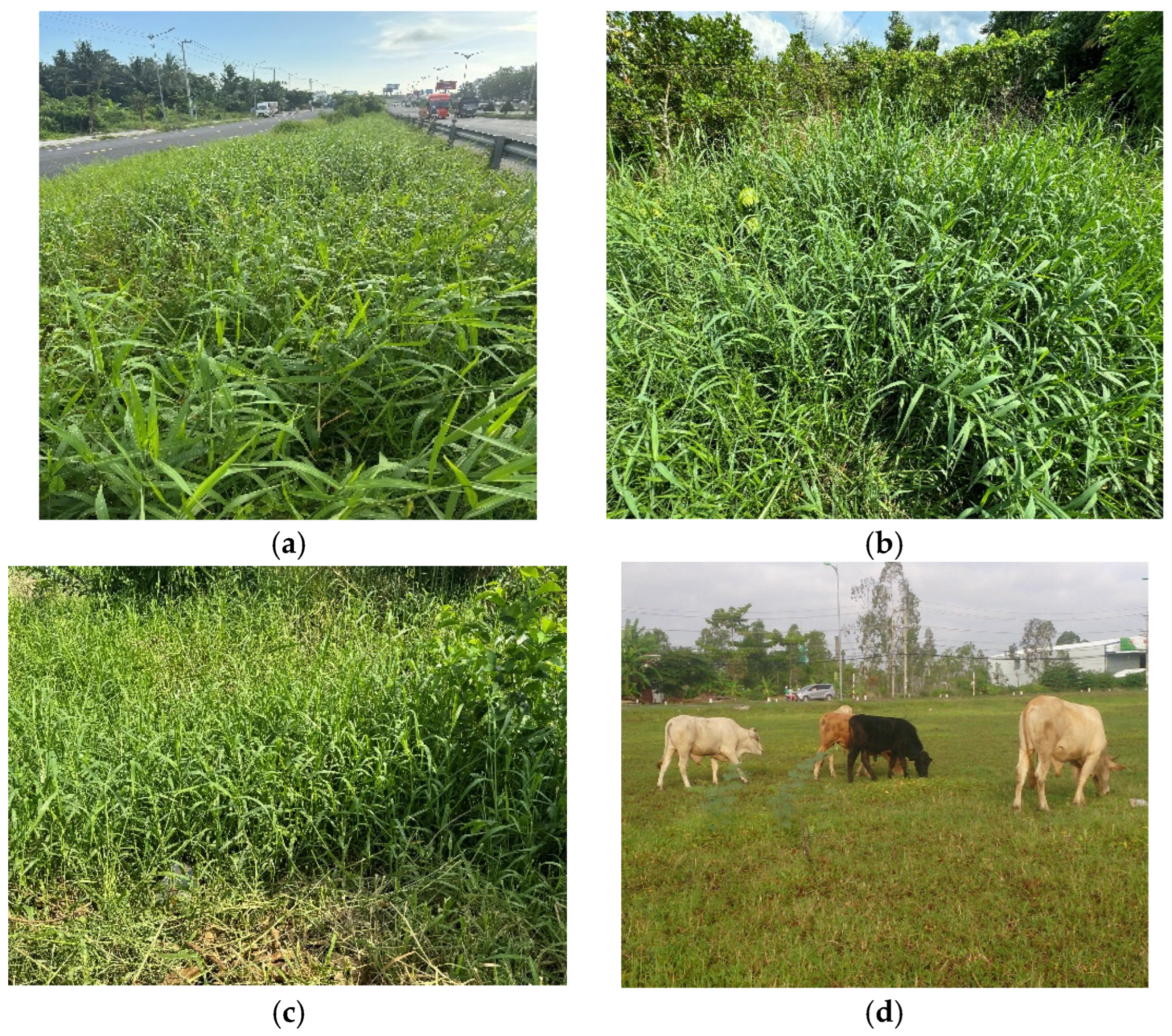 Sustainability 17 09649 g001 Sustainability 17 09649 g001