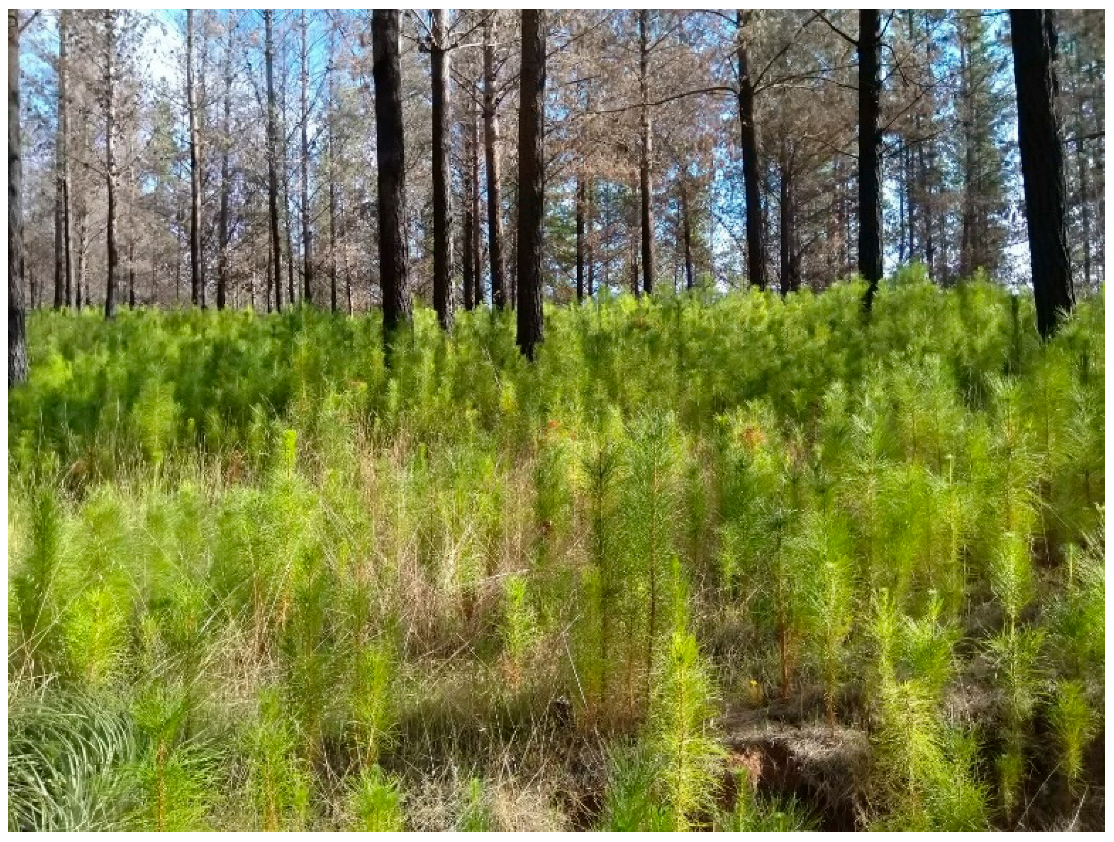 Sustainability 17 09930 g005 Sustainability 17 09930 g005