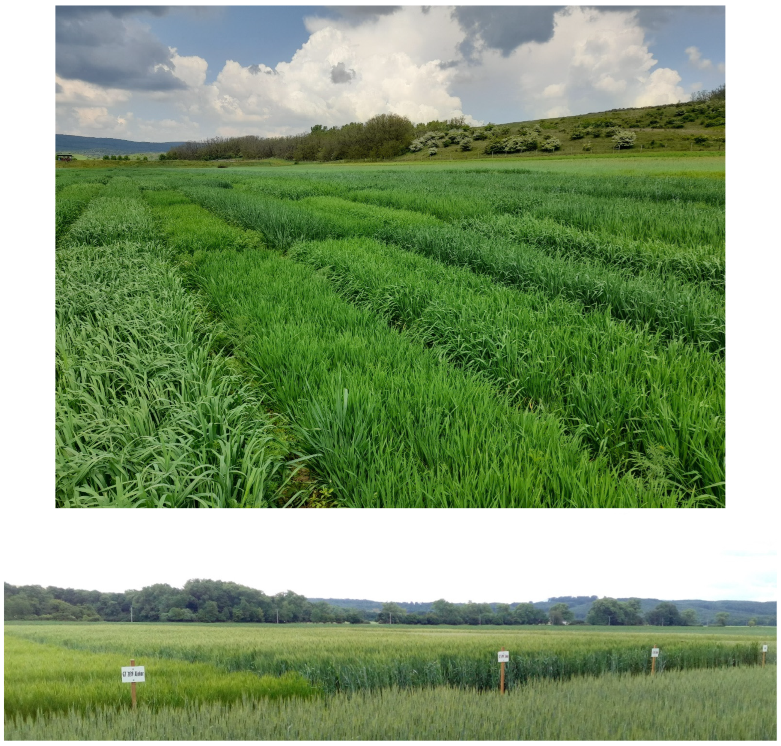 Sustainability 17 10088 g001