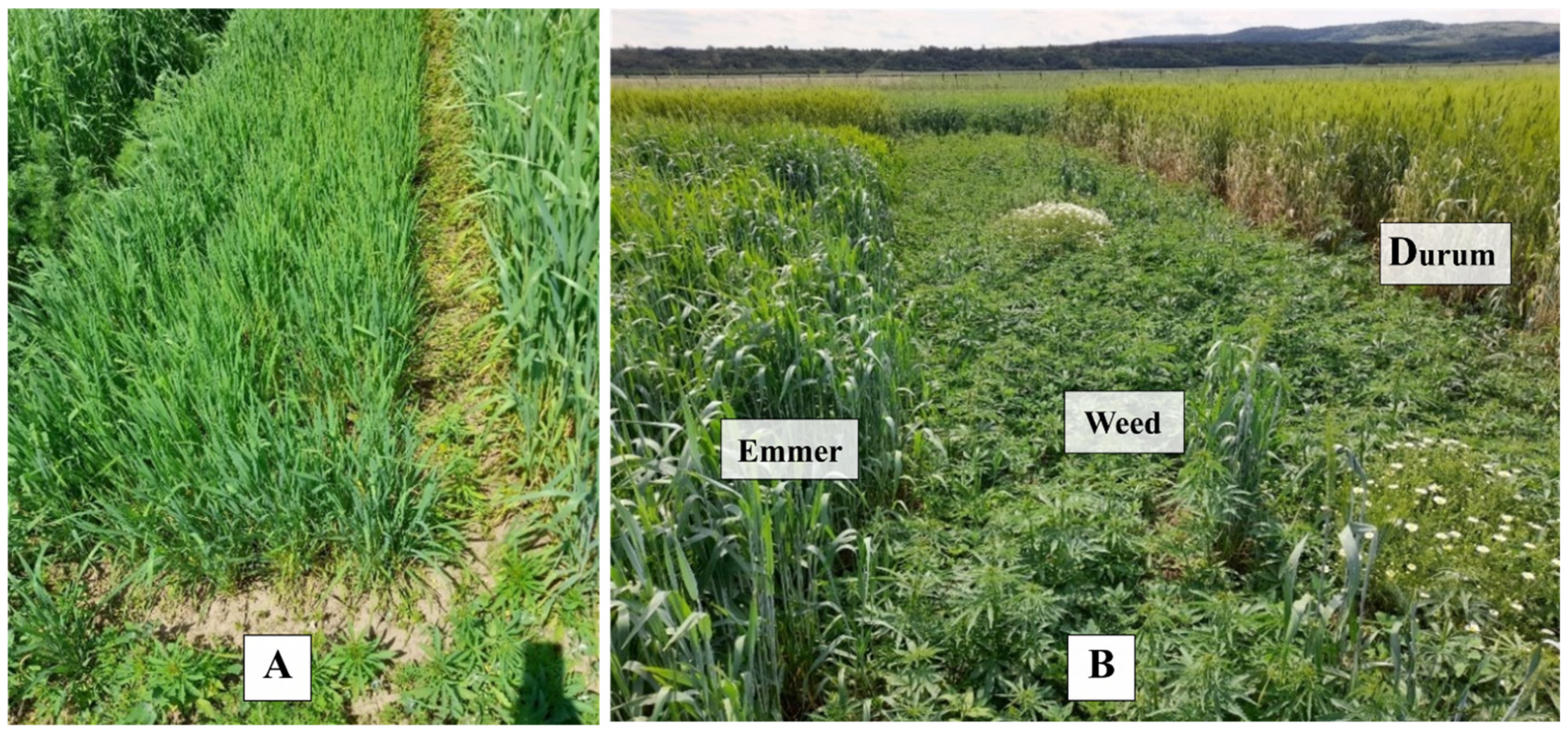 Sustainability 17 10088 g003