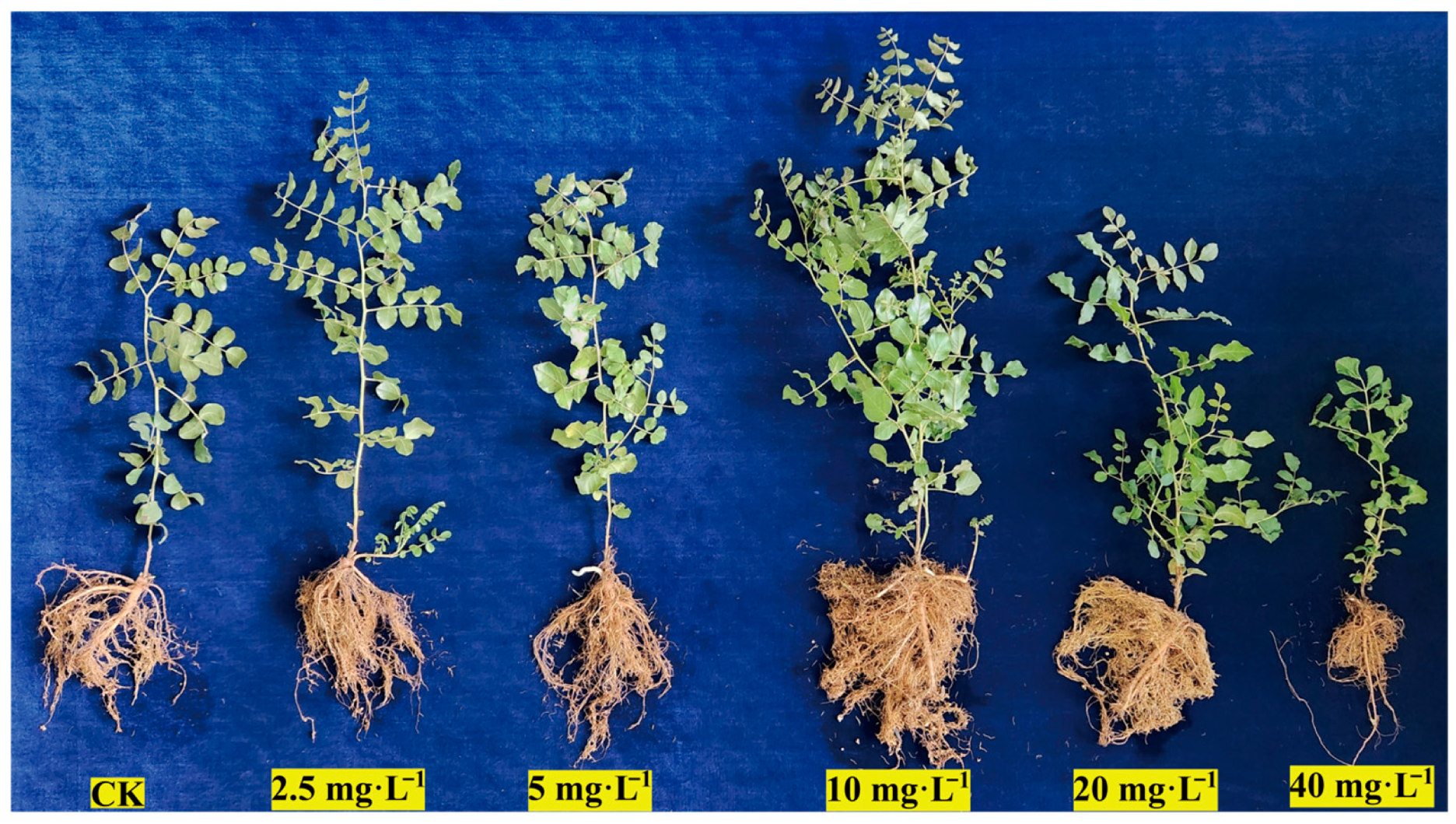 Sustainability 17 10213 g003