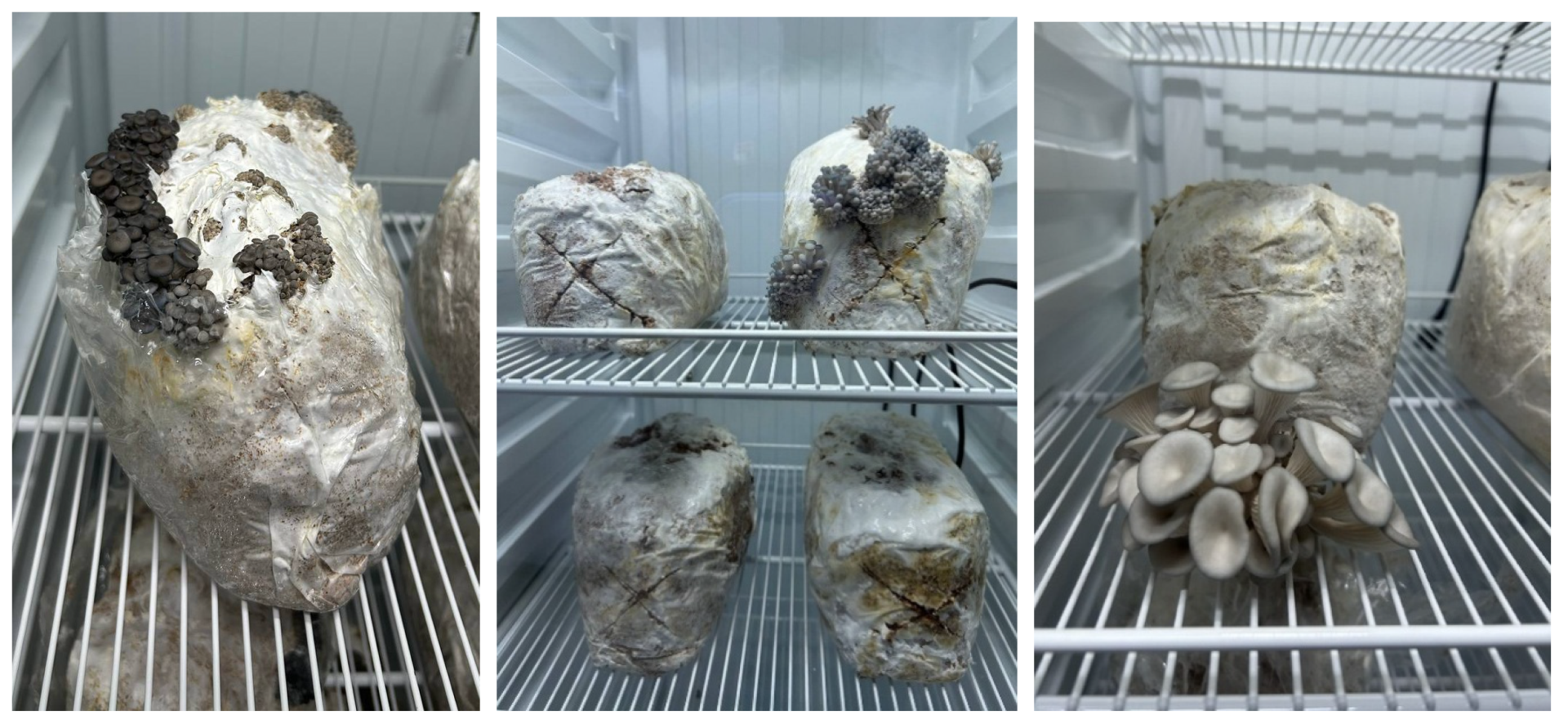 Sustainability 17 10332 g007 Sustainability 17 10332 g007