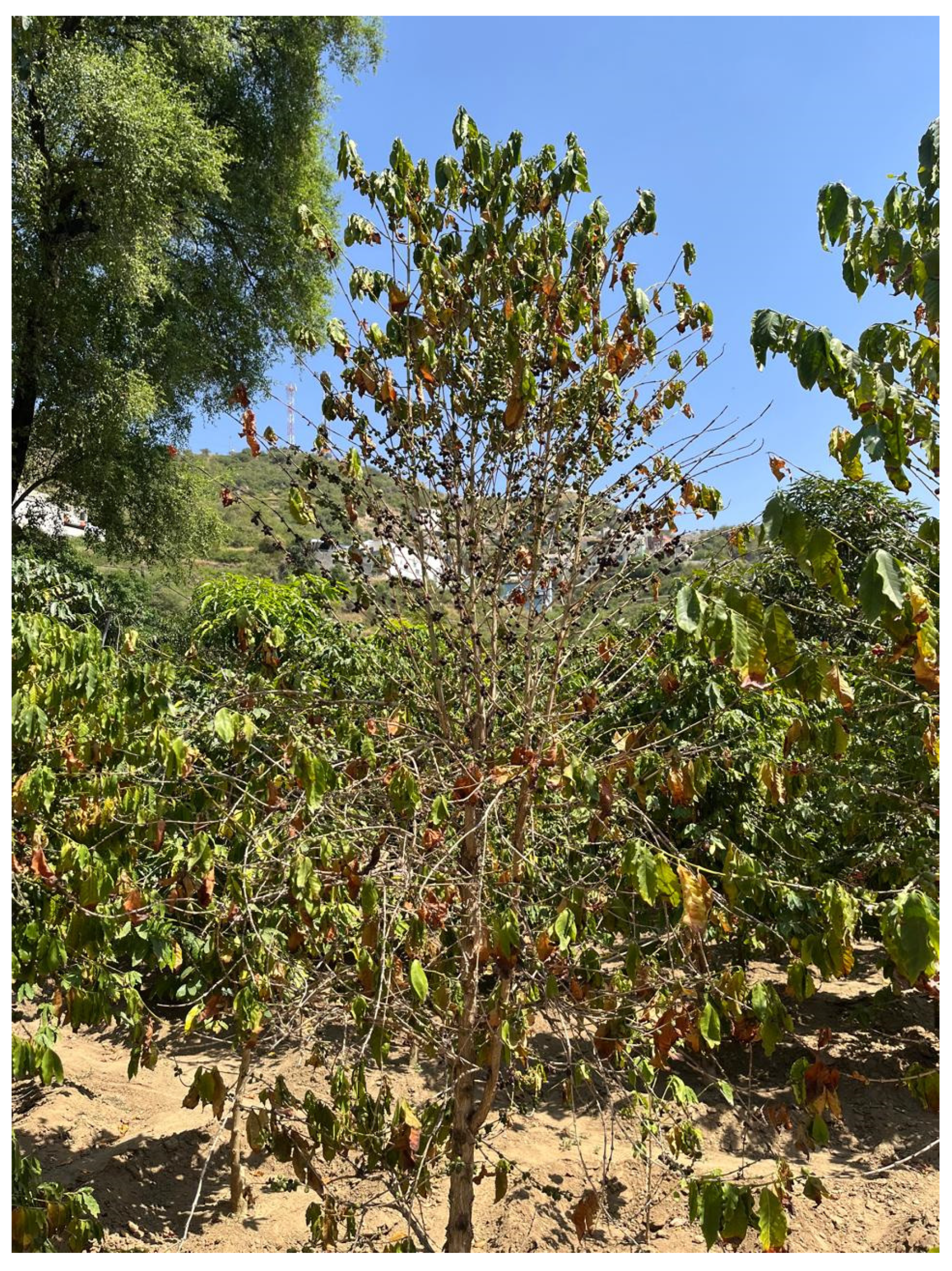 Sustainability 17 10550 g004