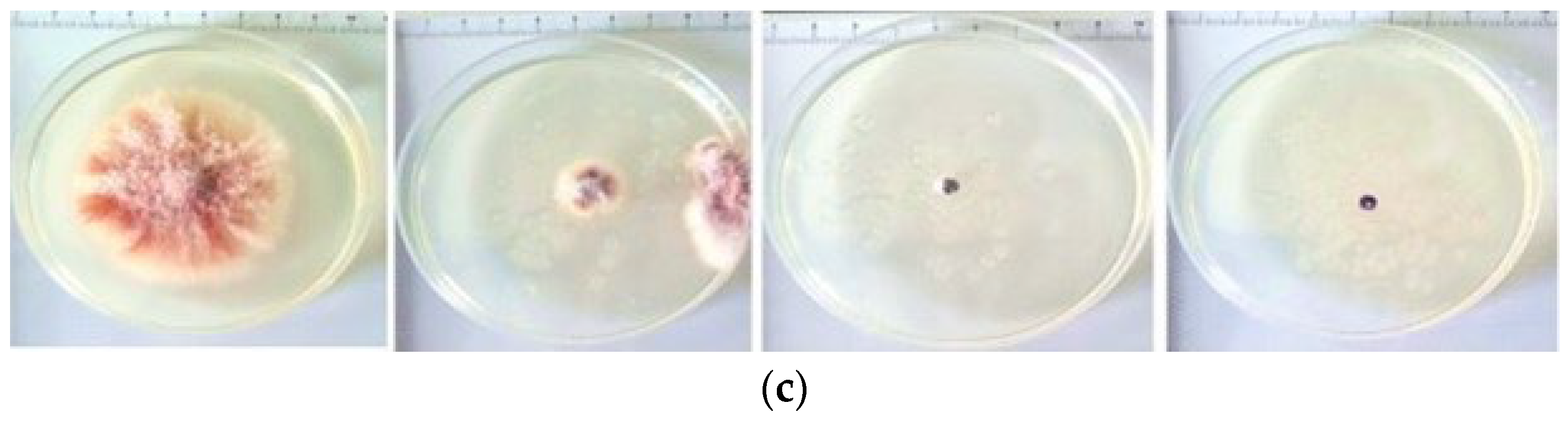 Sustainability 17 11374 g011b
