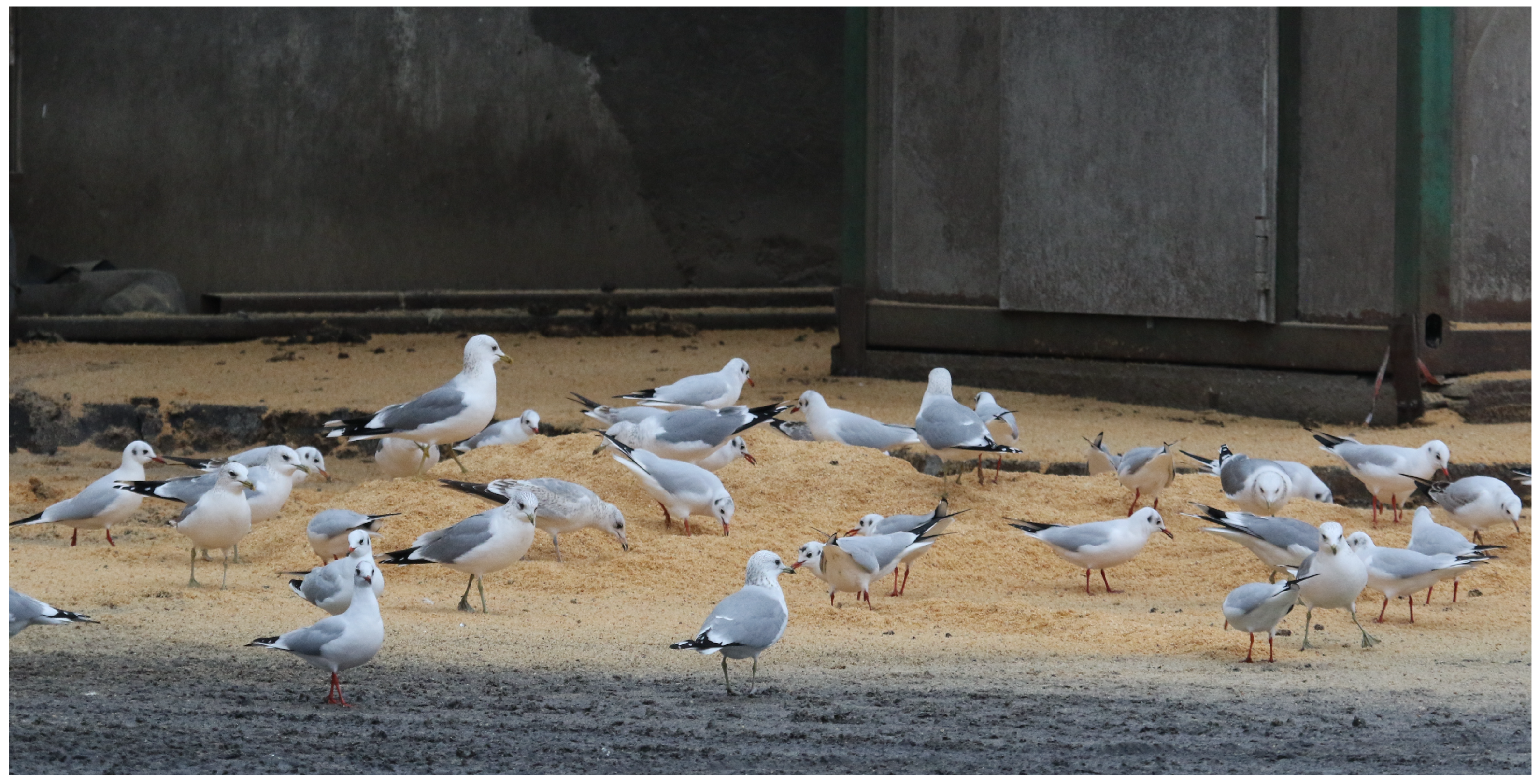 Sustainability 18 00335 g002