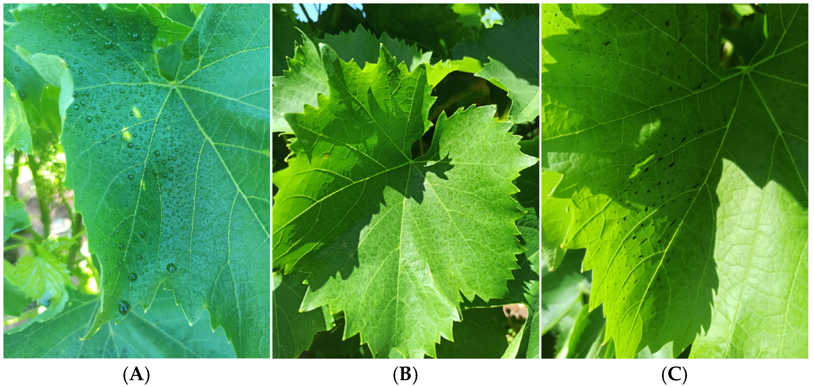 Sustainability 18 00364 sch002